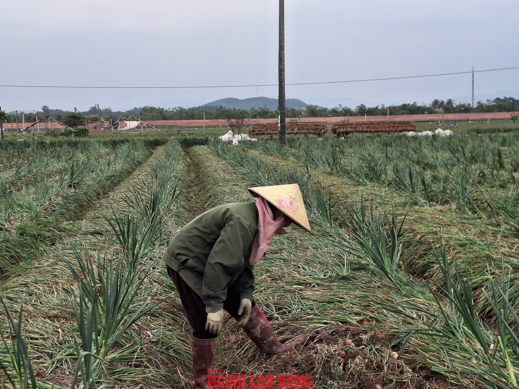 H&agrave;nh rẻ như cho , n&ocirc;ng d&acirc;n Hải Ph&ograve;ng kh&oacute;c r&ograve;ng v&igrave; gi&aacute; h&agrave;nh thấp - Ảnh 7.