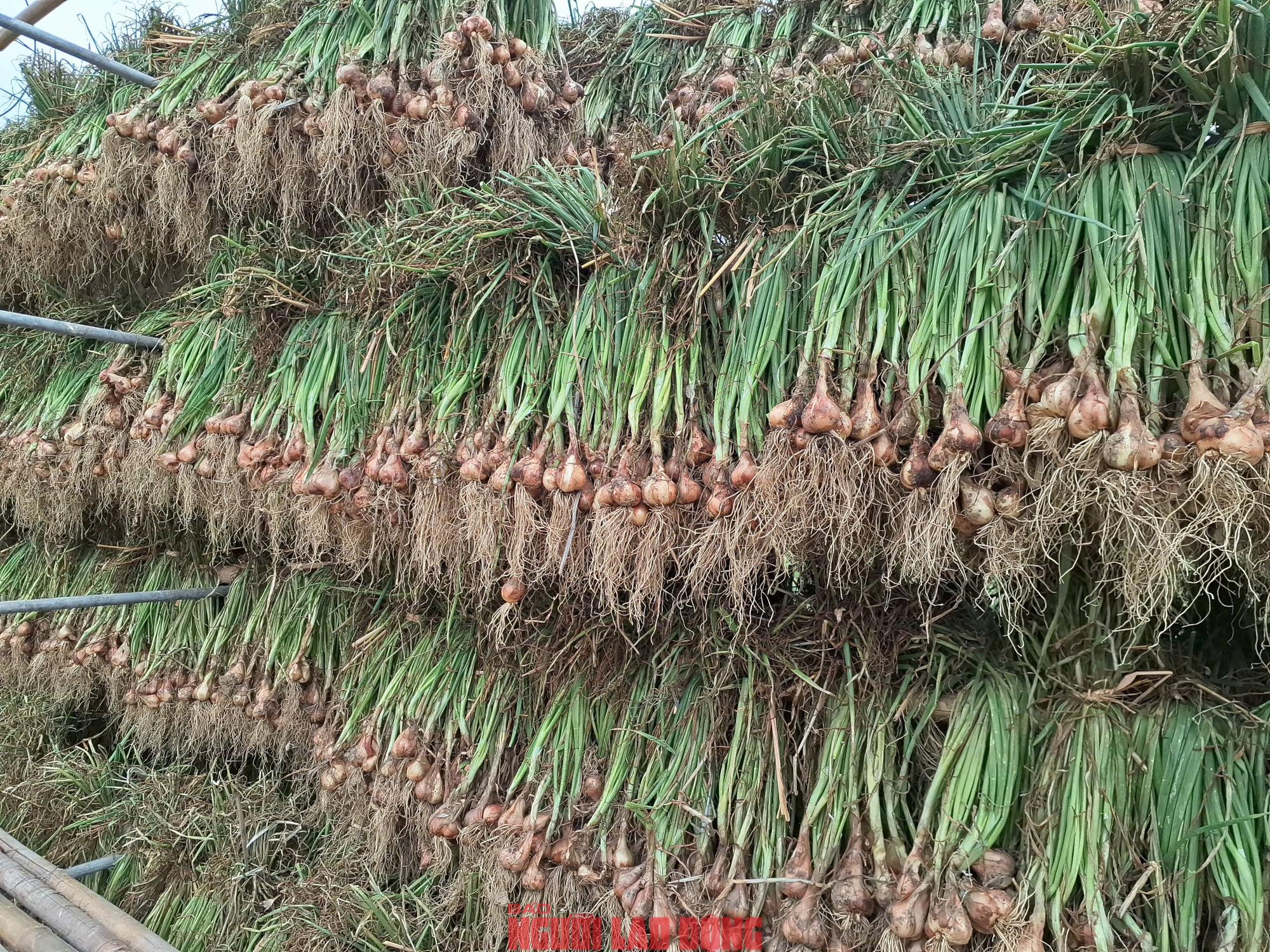 H&agrave;nh rẻ như cho , n&ocirc;ng d&acirc;n Hải Ph&ograve;ng kh&oacute;c r&ograve;ng v&igrave; gi&aacute; h&agrave;nh thấp - Ảnh 9.