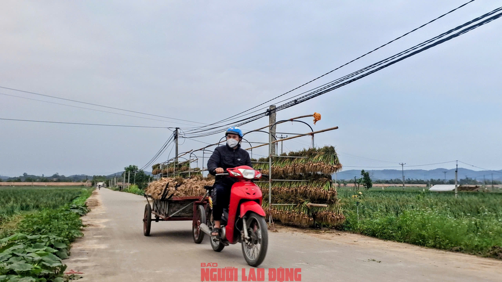 H&agrave;nh rẻ như cho , n&ocirc;ng d&acirc;n Hải Ph&ograve;ng kh&oacute;c r&ograve;ng v&igrave; gi&aacute; h&agrave;nh thấp - Ảnh 10.