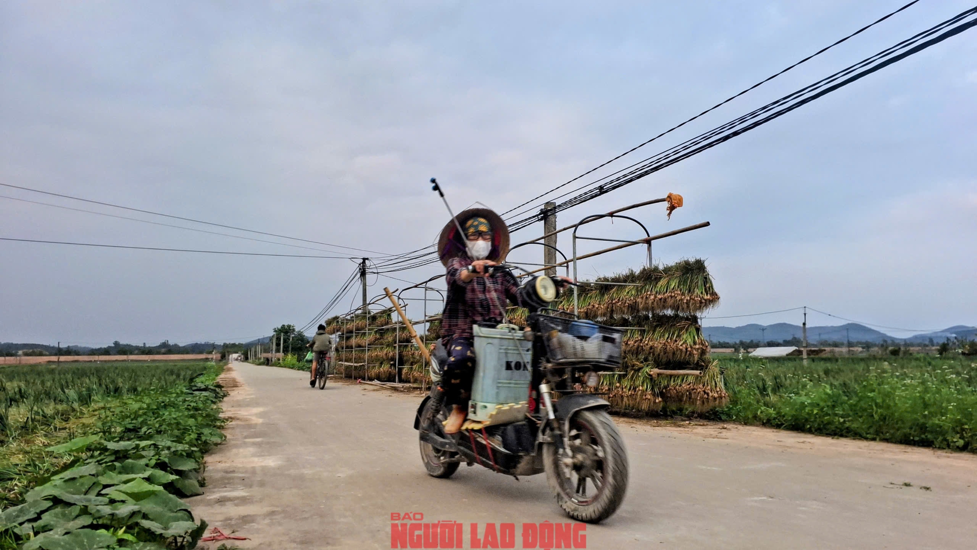 H&agrave;nh rẻ như cho , n&ocirc;ng d&acirc;n Hải Ph&ograve;ng kh&oacute;c r&ograve;ng v&igrave; gi&aacute; h&agrave;nh thấp - Ảnh 5.