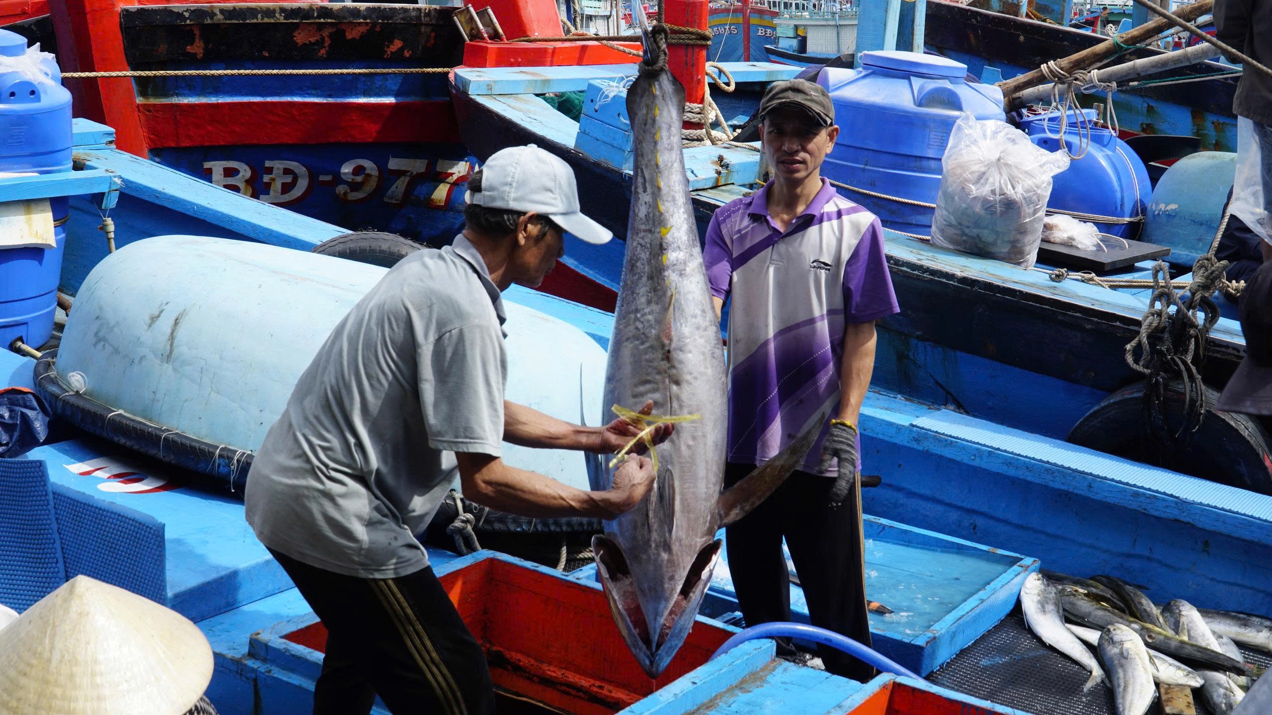 Tr&uacute;ng đậm c&aacute; ngừ đại dương, ngư d&acirc;n Gia Lai vui Tết lớn - Ảnh 3.