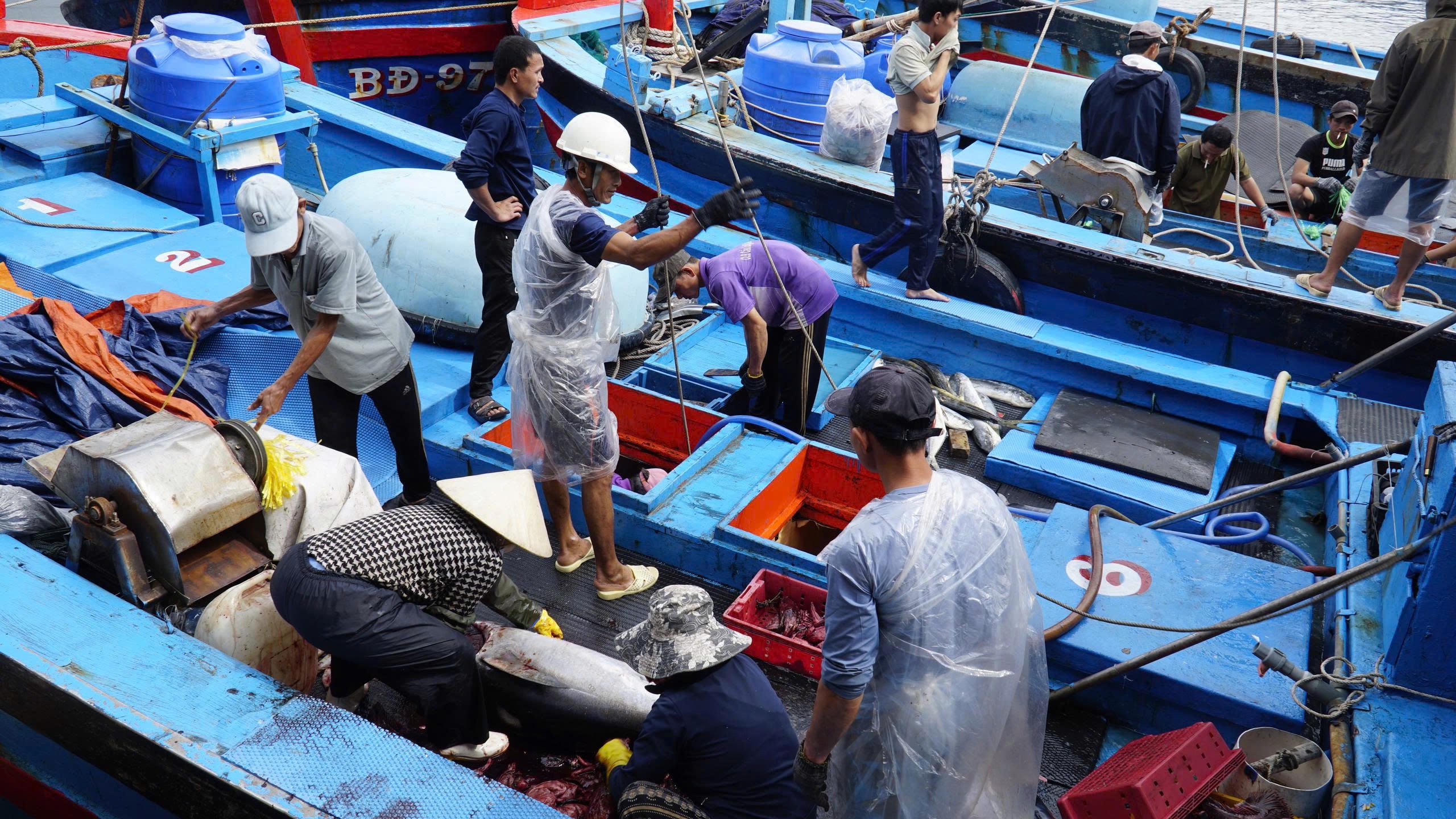 Tr&uacute;ng đậm c&aacute; ngừ đại dương, ngư d&acirc;n Gia Lai vui Tết lớn - Ảnh 1.