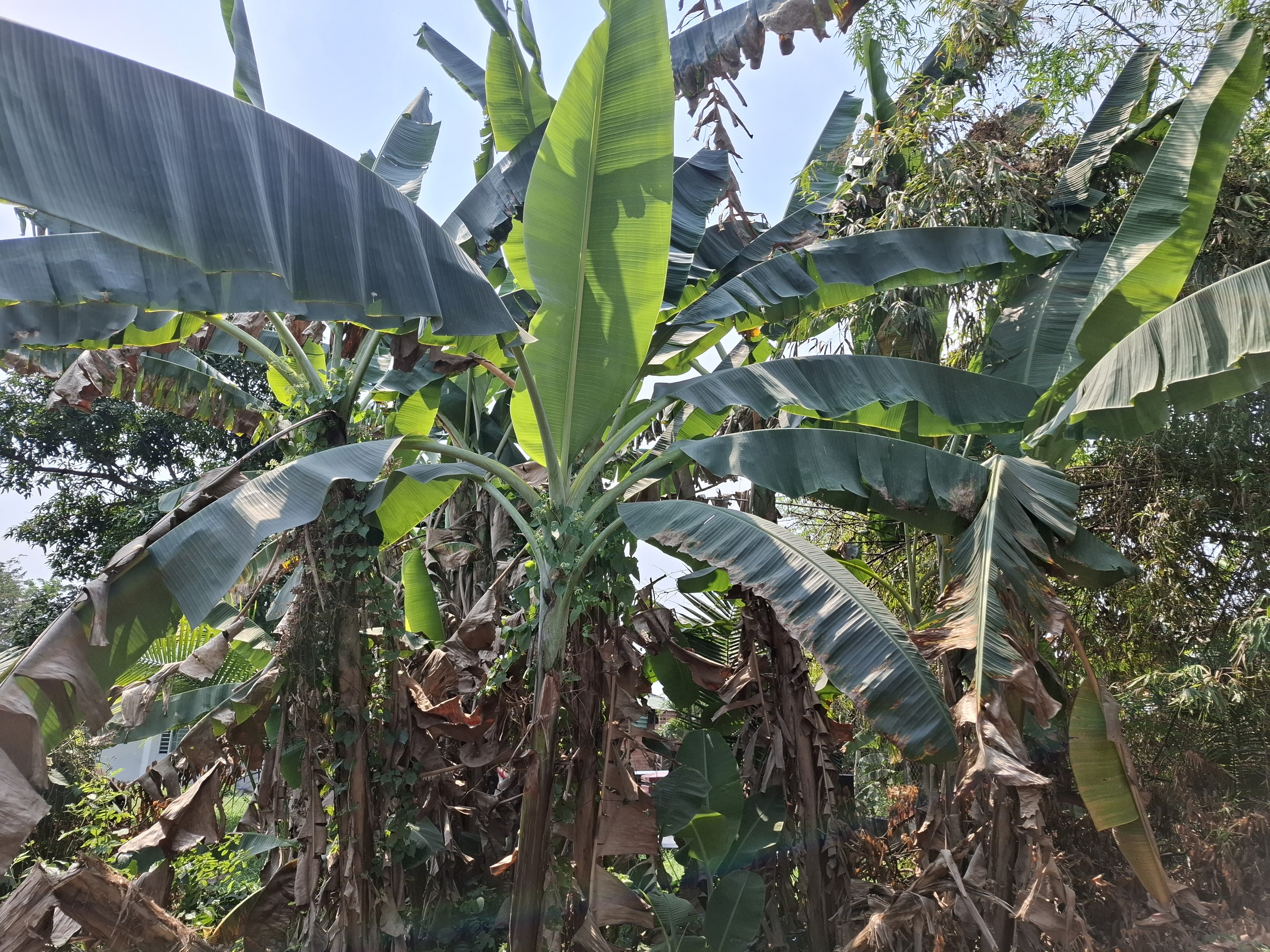 Cuộc thi "Tết xanh": Nhớ đ&ograve;n b&aacute;nh t&eacute;t &ldquo;xanh&rdquo; m&agrave;u y&ecirc;u thương của m&aacute; - Ảnh 2.