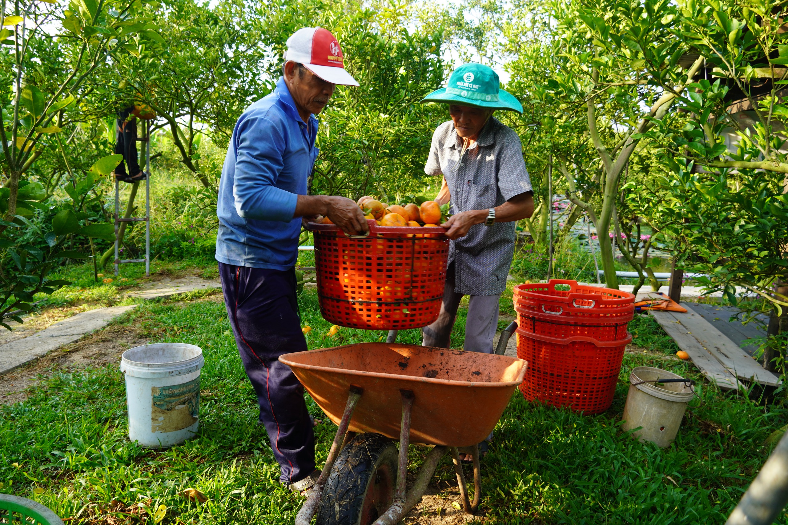 Nh&agrave; vườn tất bật thu hoạch qu&yacute;t hồng ng&agrave;y cuối để đ&oacute;n Tết - Ảnh 6.