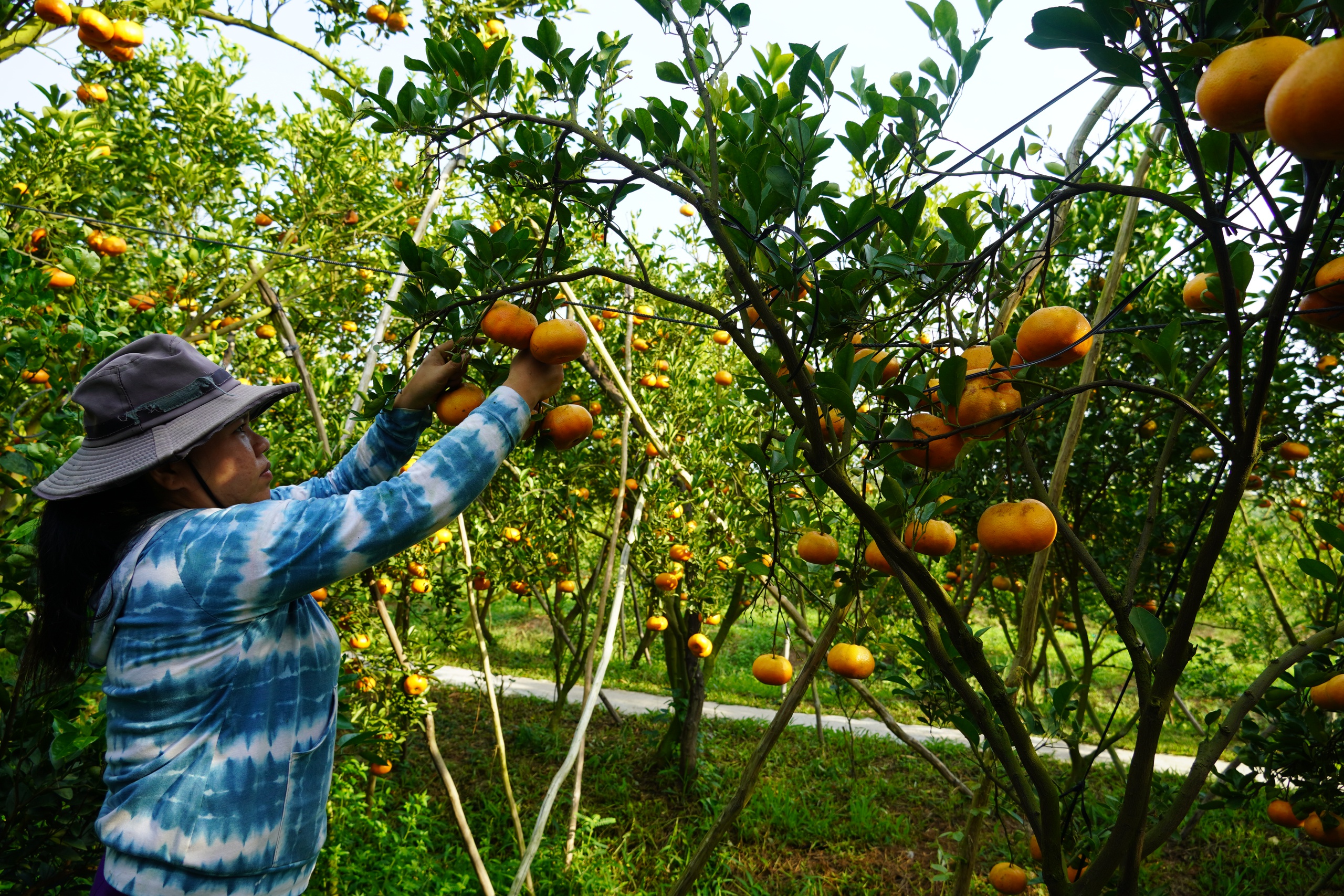 Nh&agrave; vườn tất bật thu hoạch qu&yacute;t hồng ng&agrave;y cuối để đ&oacute;n Tết - Ảnh 10.