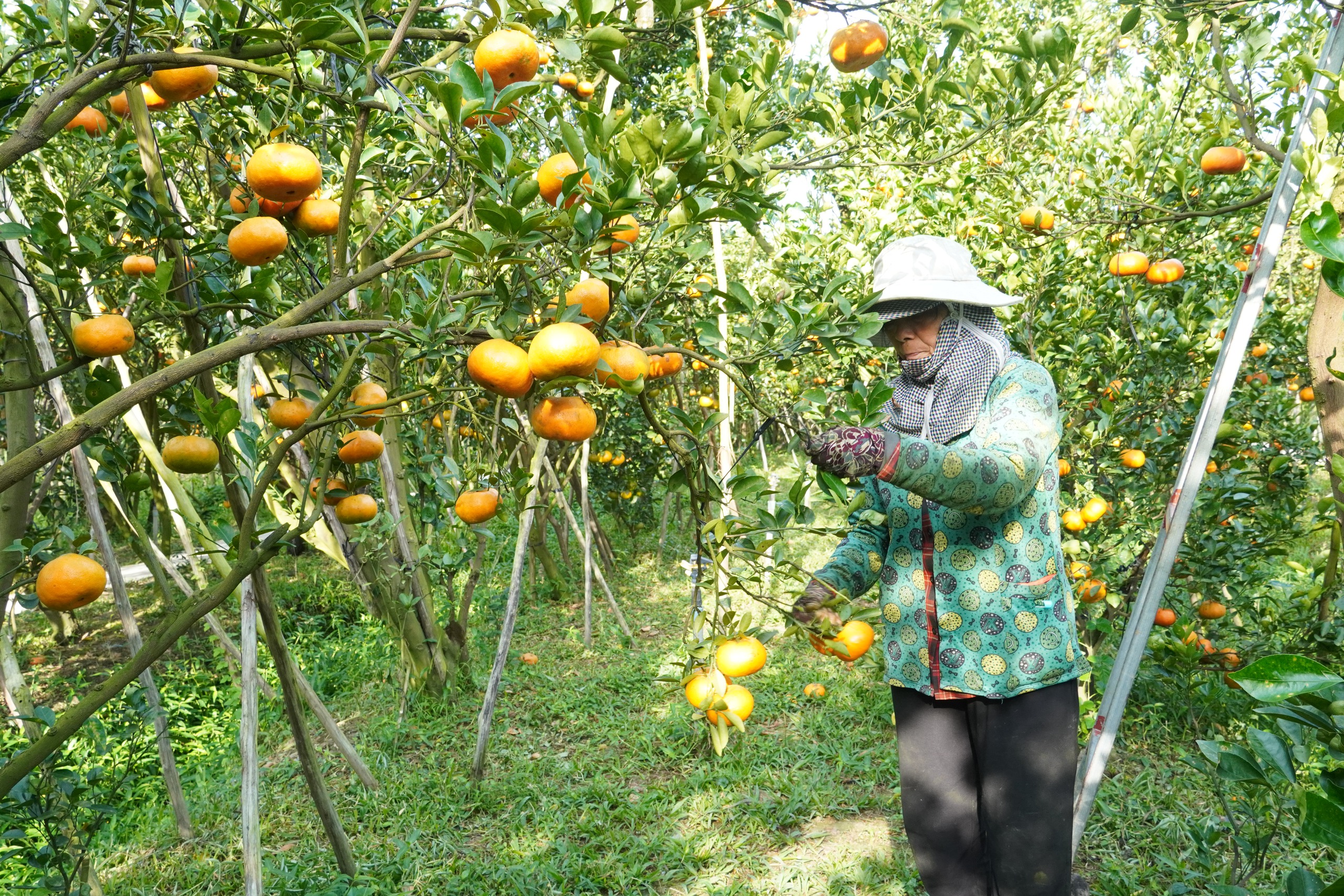 Nh&agrave; vườn tất bật thu hoạch qu&yacute;t hồng ng&agrave;y cuối để đ&oacute;n Tết - Ảnh 9.