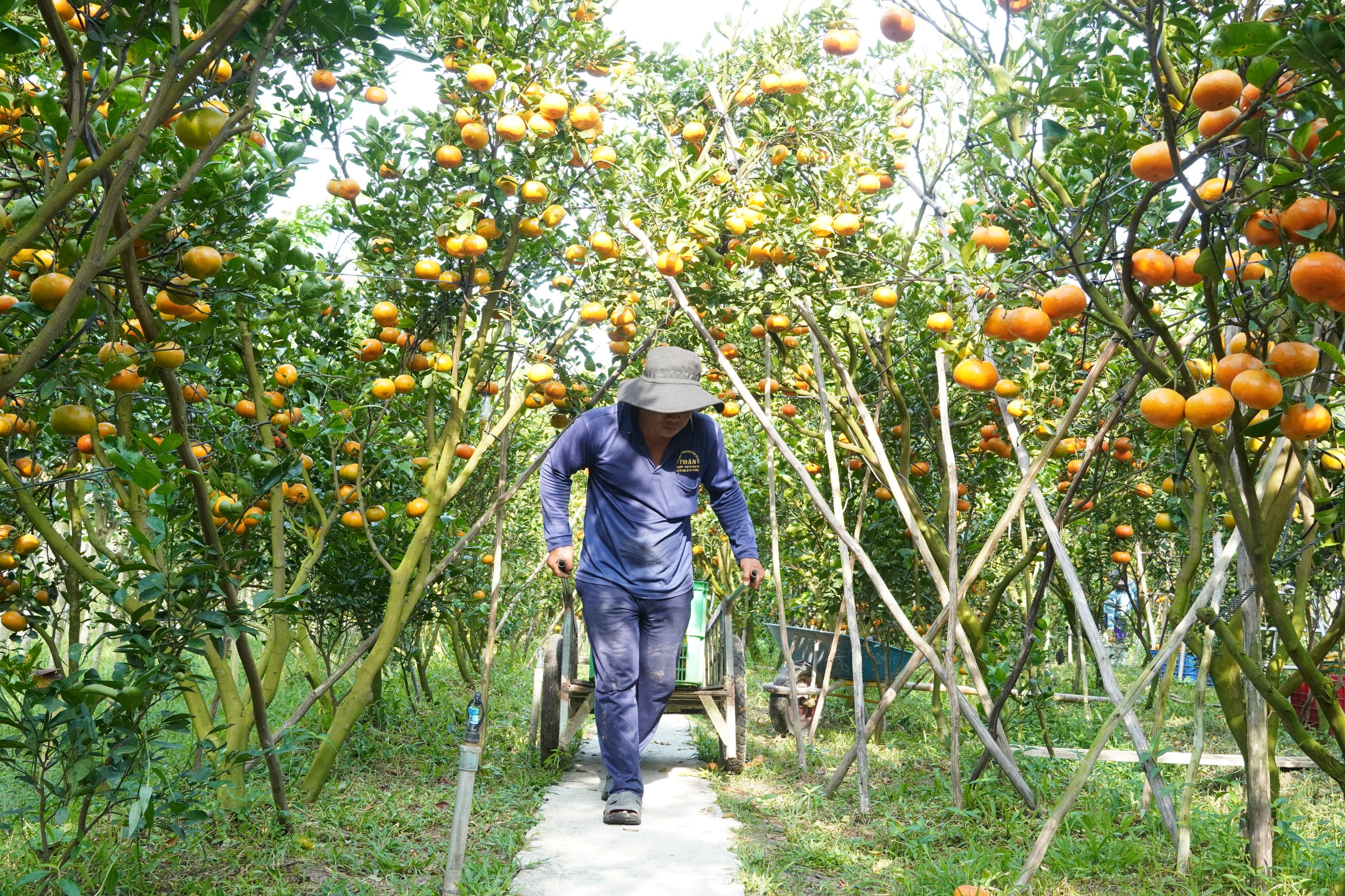 Nh&agrave; vườn tất bật thu hoạch qu&yacute;t hồng ng&agrave;y cuối để đ&oacute;n Tết - Ảnh 14.