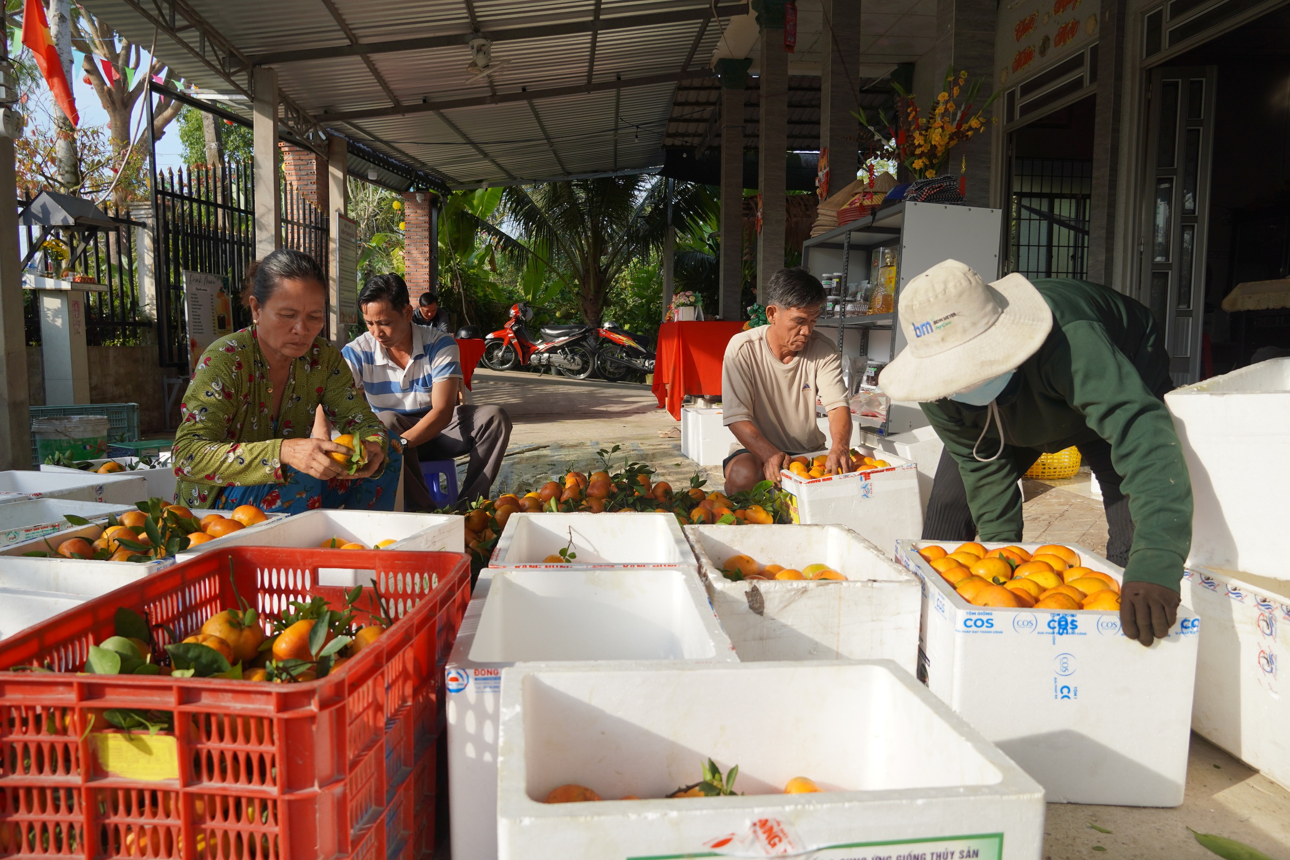 Nh&agrave; vườn tất bật thu hoạch qu&yacute;t hồng ng&agrave;y cuối để đ&oacute;n Tết - Ảnh 17.