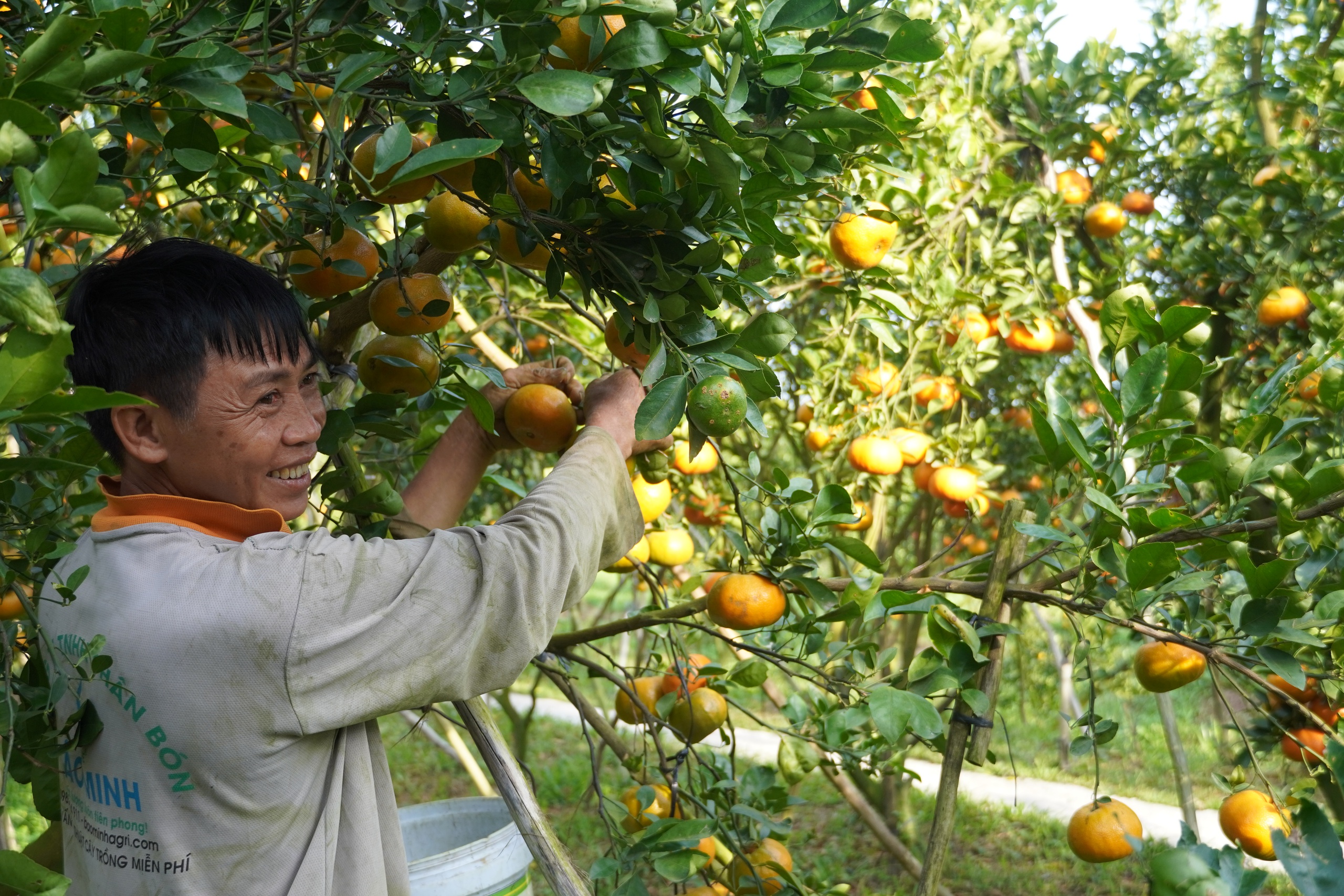 Nh&agrave; vườn tất bật thu hoạch qu&yacute;t hồng ng&agrave;y cuối để đ&oacute;n Tết - Ảnh 19.