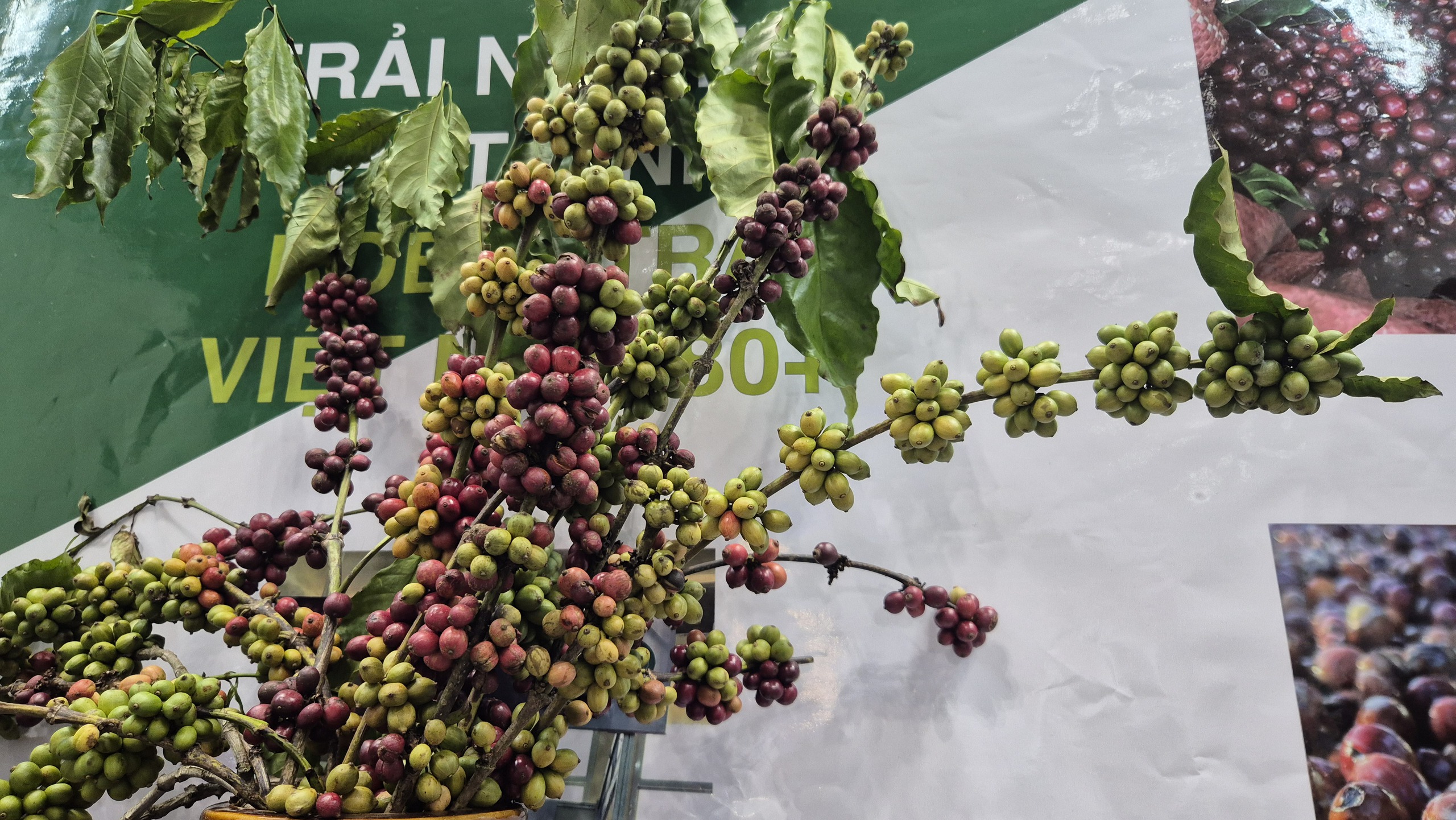 Năm hoàng kim của cà phê Việt Nam với giá trị xuất khẩu kỷ lục 9 tỉ USD năm 2025 - Ảnh 3.