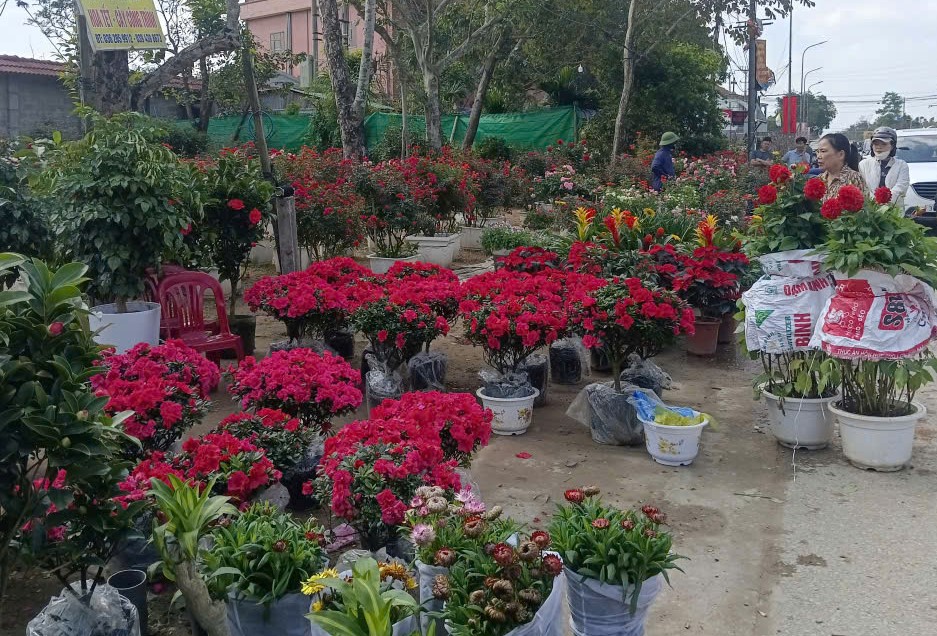Làng hoa rực rỡ sắc xuân trong những ngày giáp Tết Nguyên đán - Ảnh 7.