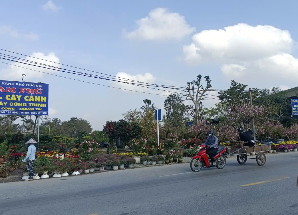 Làng hoa rực rỡ sắc xuân trong những ngày giáp Tết Nguyên đán - Ảnh 8.