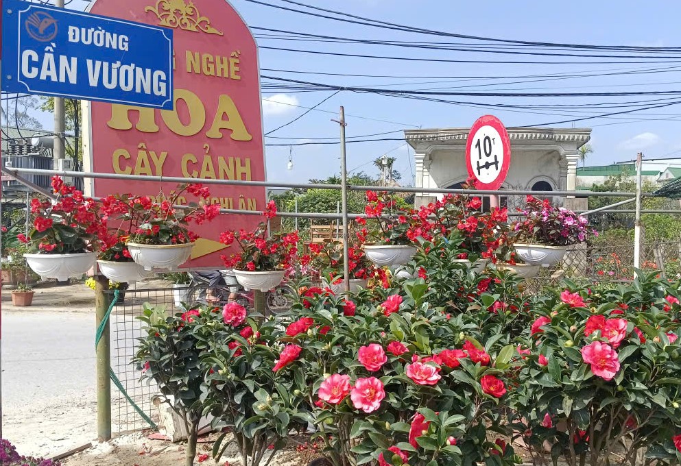 Làng hoa rực rỡ sắc xuân trong những ngày giáp Tết Nguyên đán - Ảnh 4.