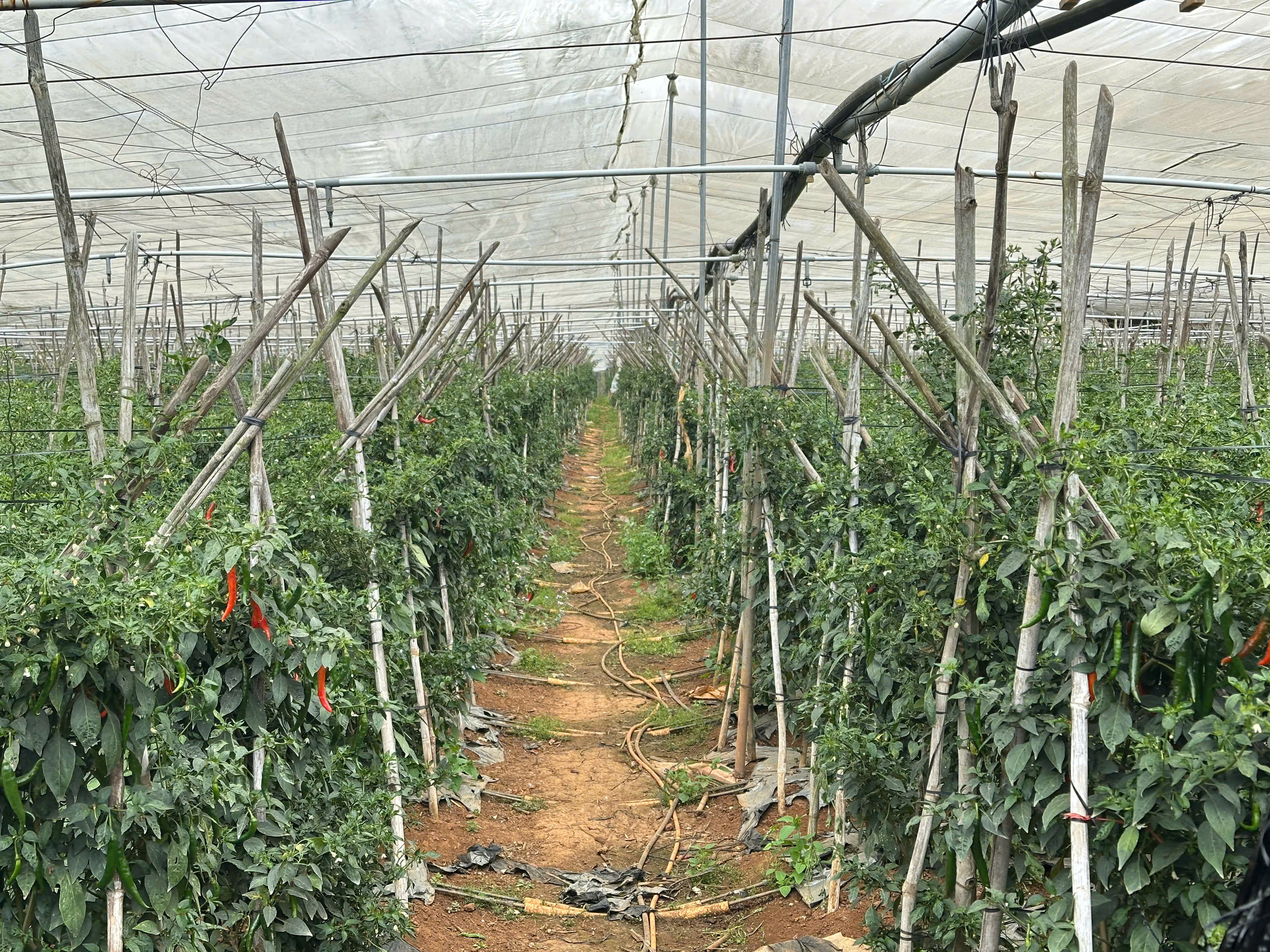 Từ bùn đất đến sắc xuân trên "thủ phủ rau xanh" Đơn Dương - Ảnh 8.