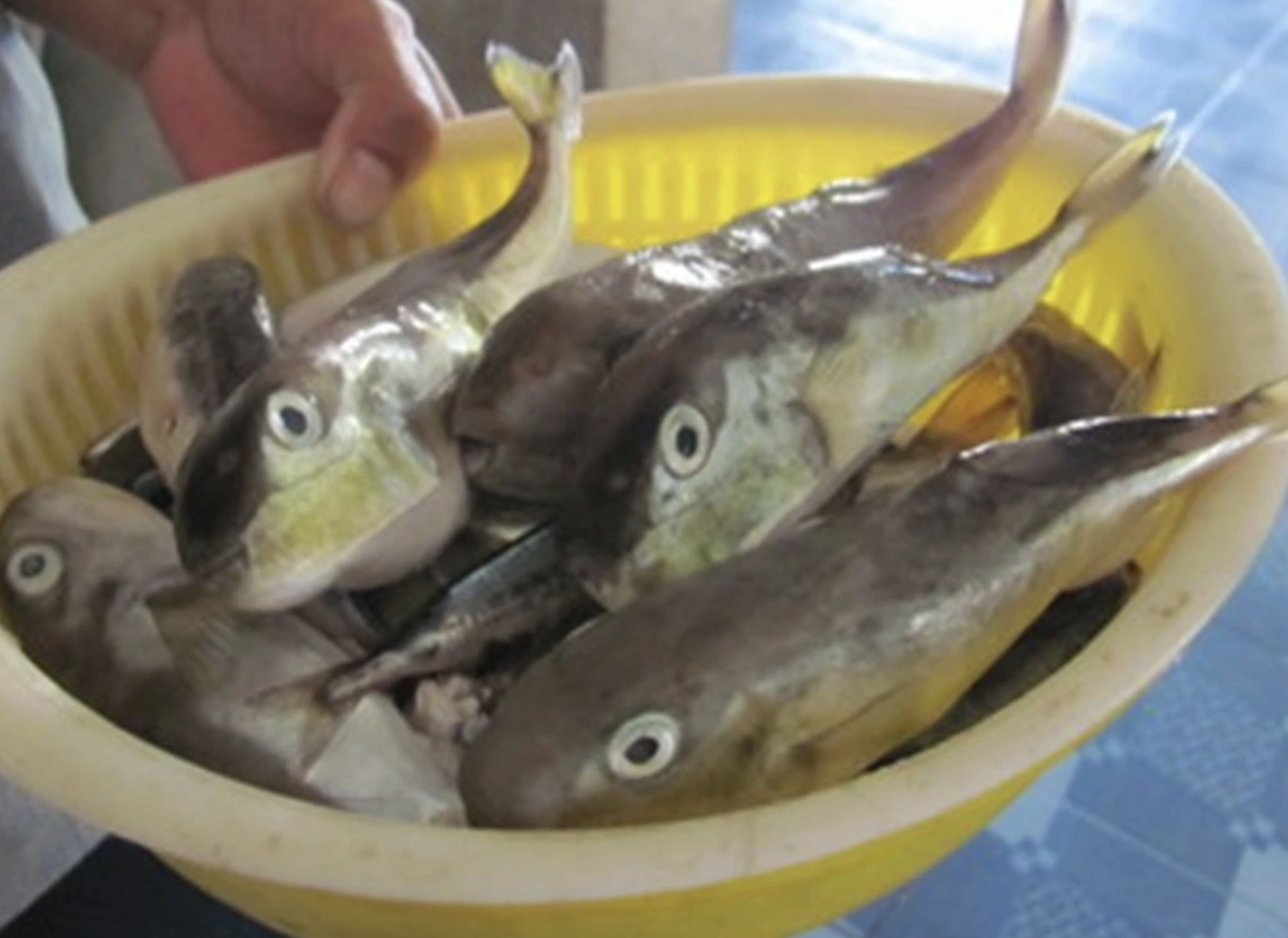 Hai người nghi ngộ độc sau khi ăn cá nóc ở Quảng Ninh - Ảnh 1.