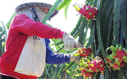 Thanh long Tây Ninh ngày Tết "ngọt" nhưng vẫn nặng nỗi lo