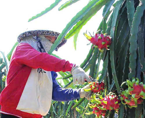 Giá thanh long Tây Ninh Tết Bính Ngọ 2026 và những lo lắng của nông dân - Ảnh 1.