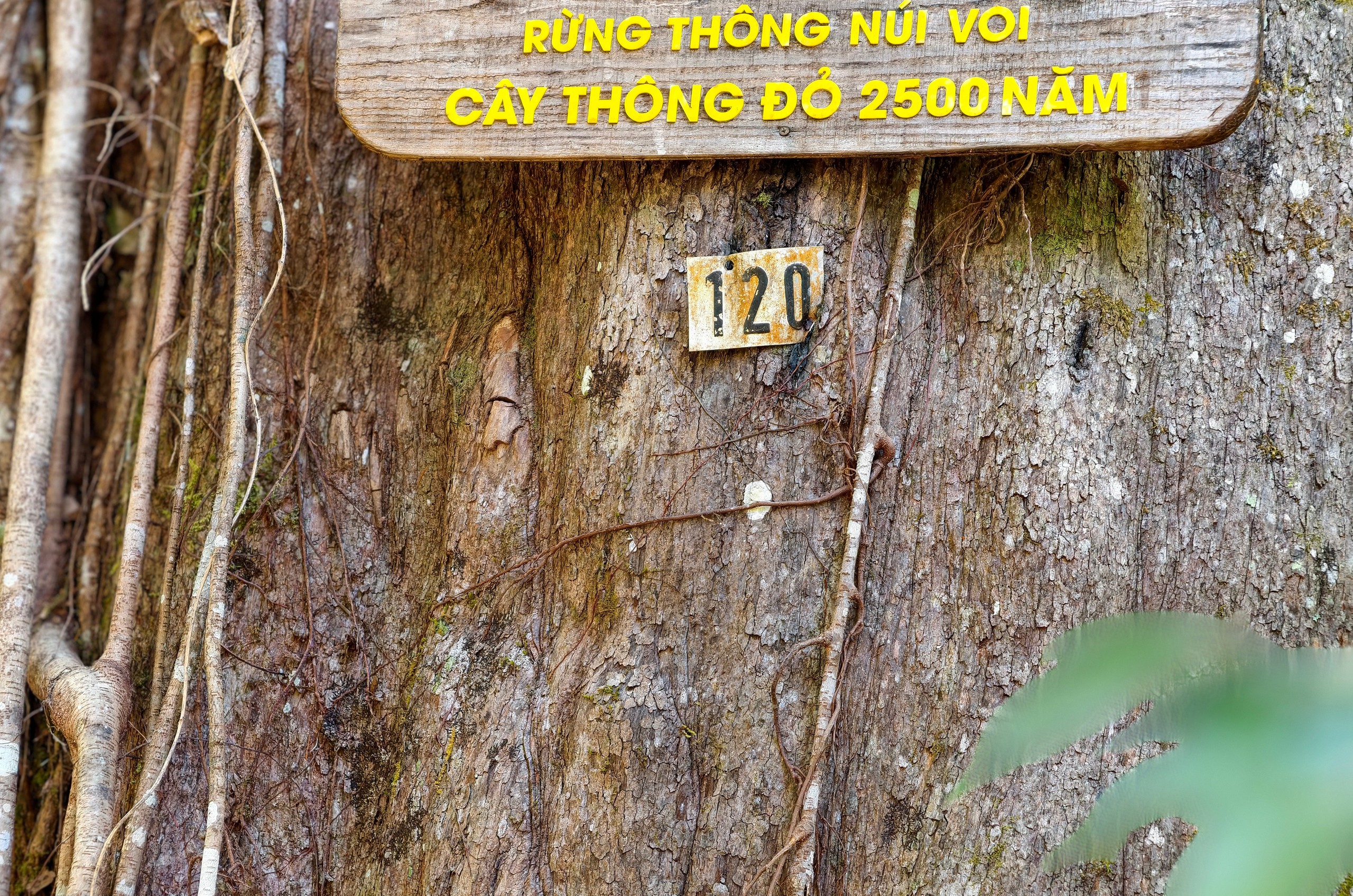 Quần thể "Thần mộc" ngàn năm tuổi ở núi Voi - Ảnh 12.