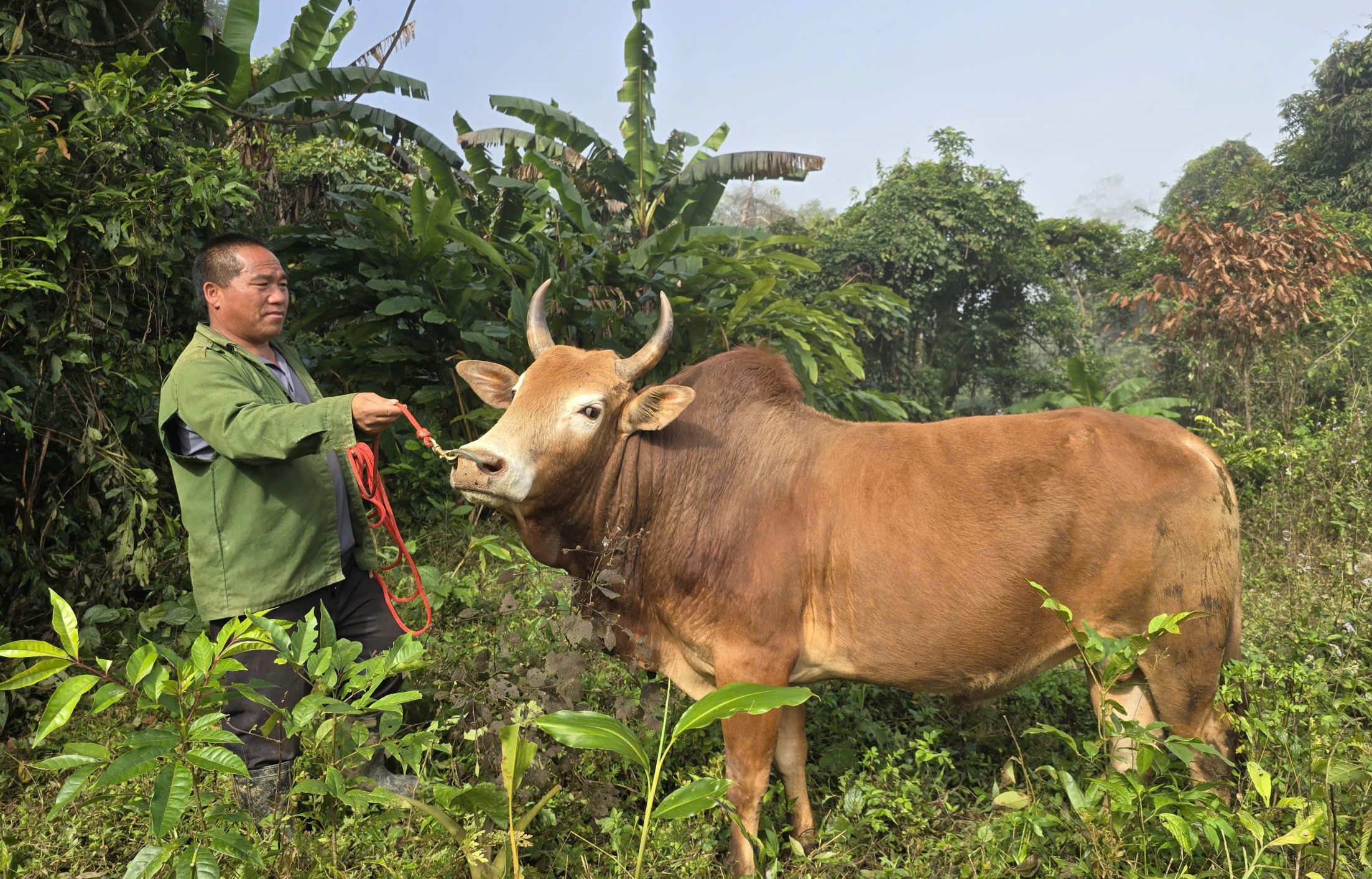 Ng&agrave;y xu&acirc;n, l&ecirc;n lưng chừng n&uacute;i xem người M&ocirc;ng chọi b&ograve; - Ảnh 3.