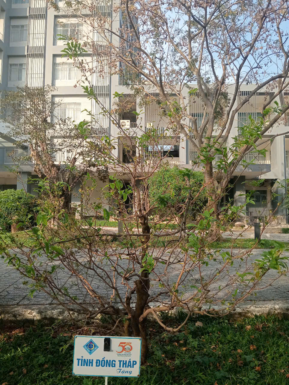 13 C&acirc;y mai lưu giữ văn h&oacute;a miền T&acirc;y tại Đại học Cần Thơ - Ảnh 14.