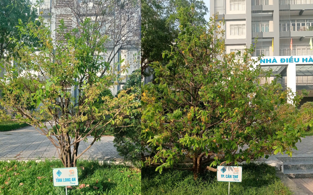 13 cây mai tại Đại học Cần Thơ lưu giữ tên 13 tỉnh, thành miền Tây trước đây