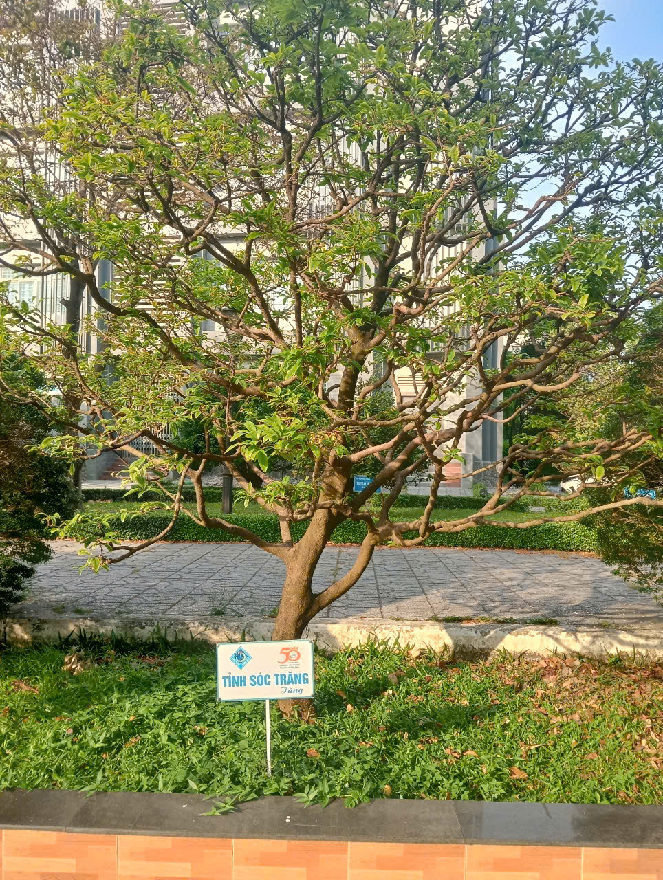 13 C&acirc;y mai lưu giữ văn h&oacute;a miền T&acirc;y tại Đại học Cần Thơ - Ảnh 12.