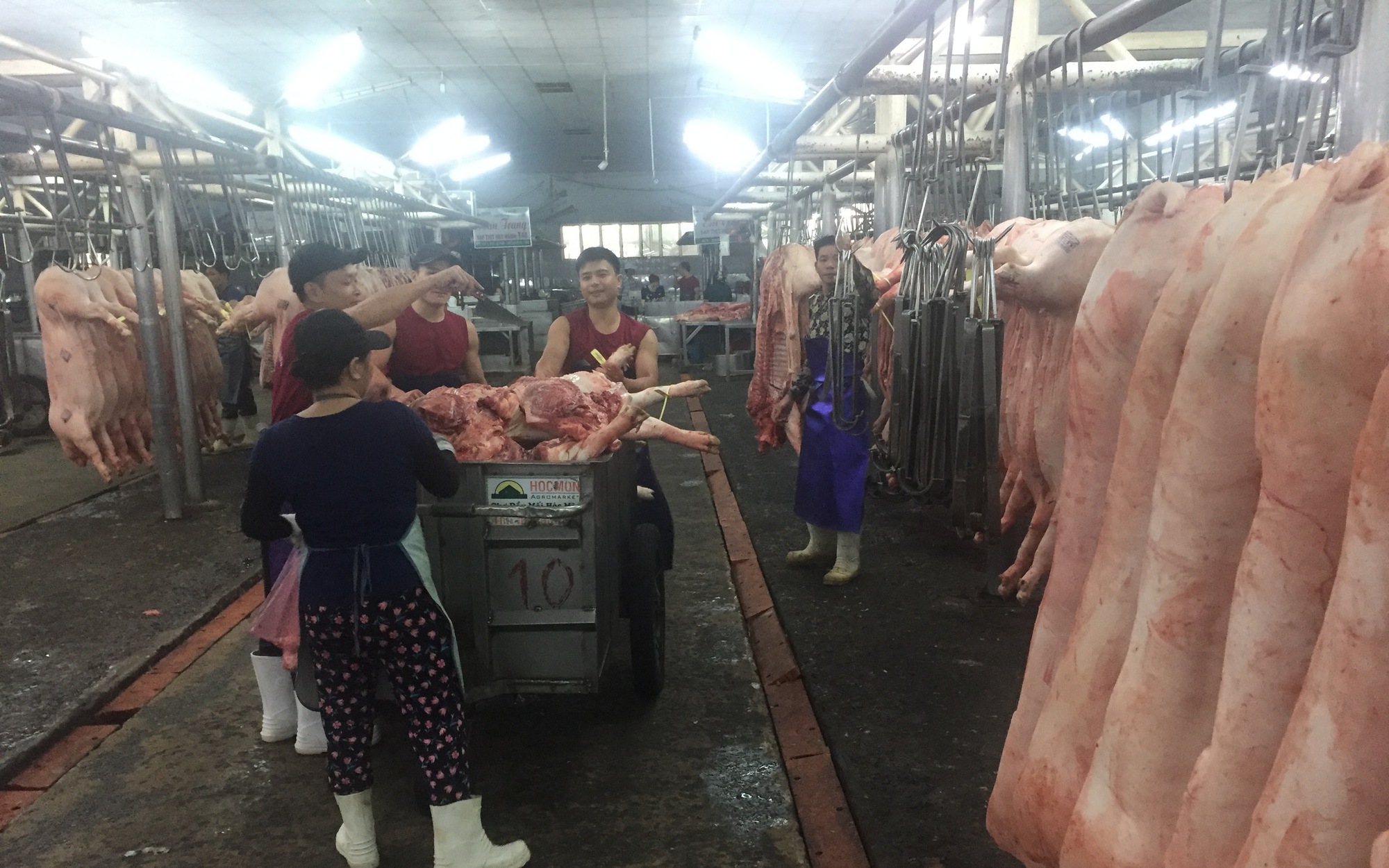 Giá heo hơi hôm nay, 23-2: Lượng heo về chợ giảm mạnh