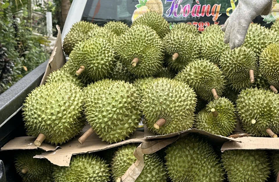 Gi&aacute; sầu ri&ecirc;ng tăng cao ch&oacute;t v&oacute;t đầu năm 2026 , tiềm năng thị trường Trung Quốc - Ảnh 2.