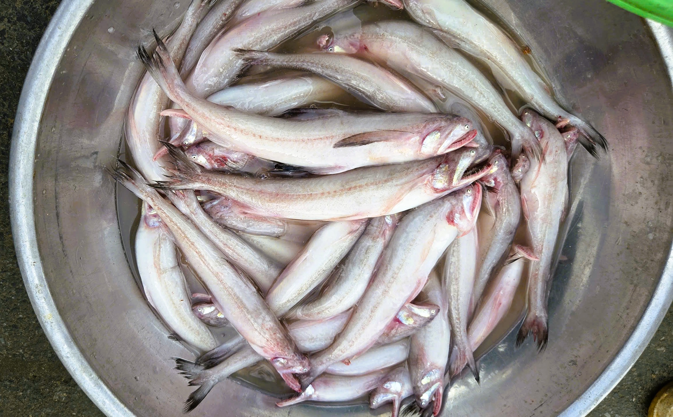 Gần 1 triệu đồng/kg cá khoai, ngư dân hồ hởi "xông biển" ngày đầu năm mới - Ảnh 1.