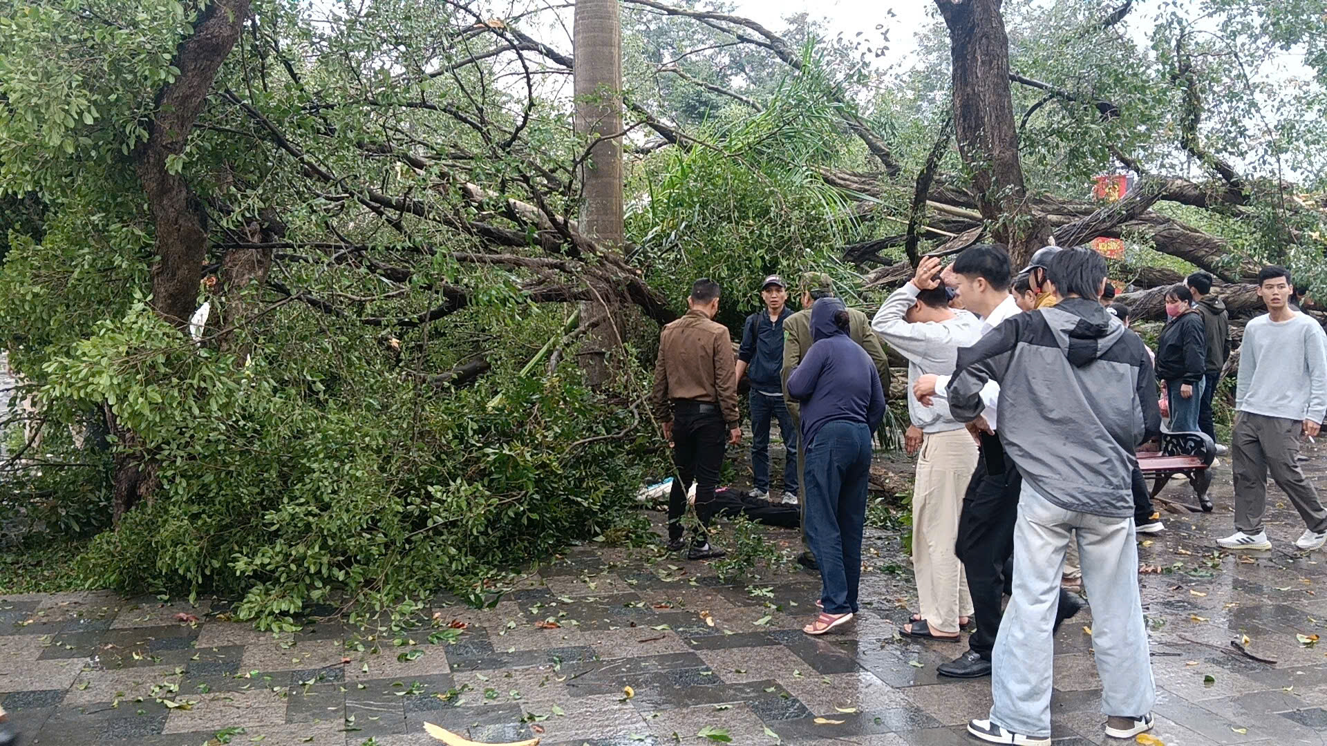 C&acirc;y cổ thụ bất ngờ đổ xuống đường Thanh Ni&ecirc;n , g&acirc;y thương t&iacute;ch cho người đi đường - Ảnh 2.