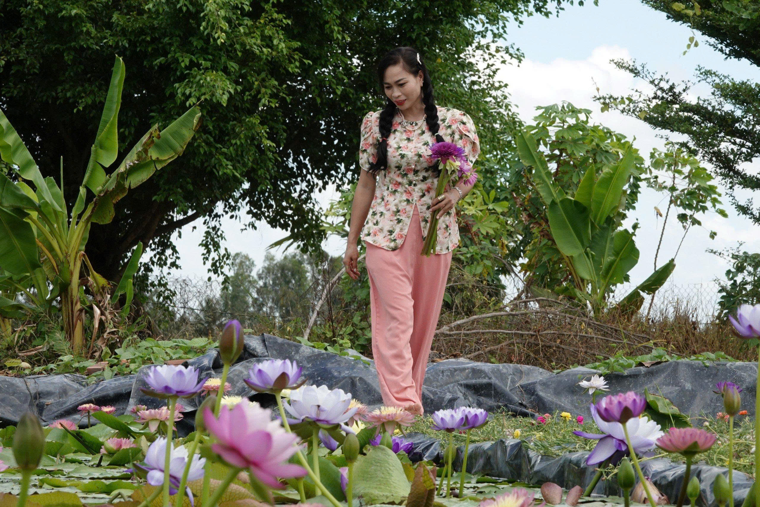 Kinh doanh hoa súng kiểng: Cách phụ nữ Cần Thơ thu lợi triệu đồng mỗi ngày - Ảnh 1.