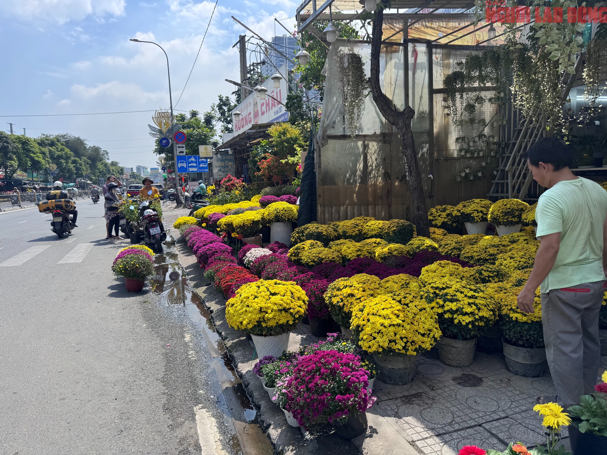 Giá hoa đào Tết 2026 tại TPHCM: Sự bùng nổ về chất lượng và giá cả - Ảnh 13.