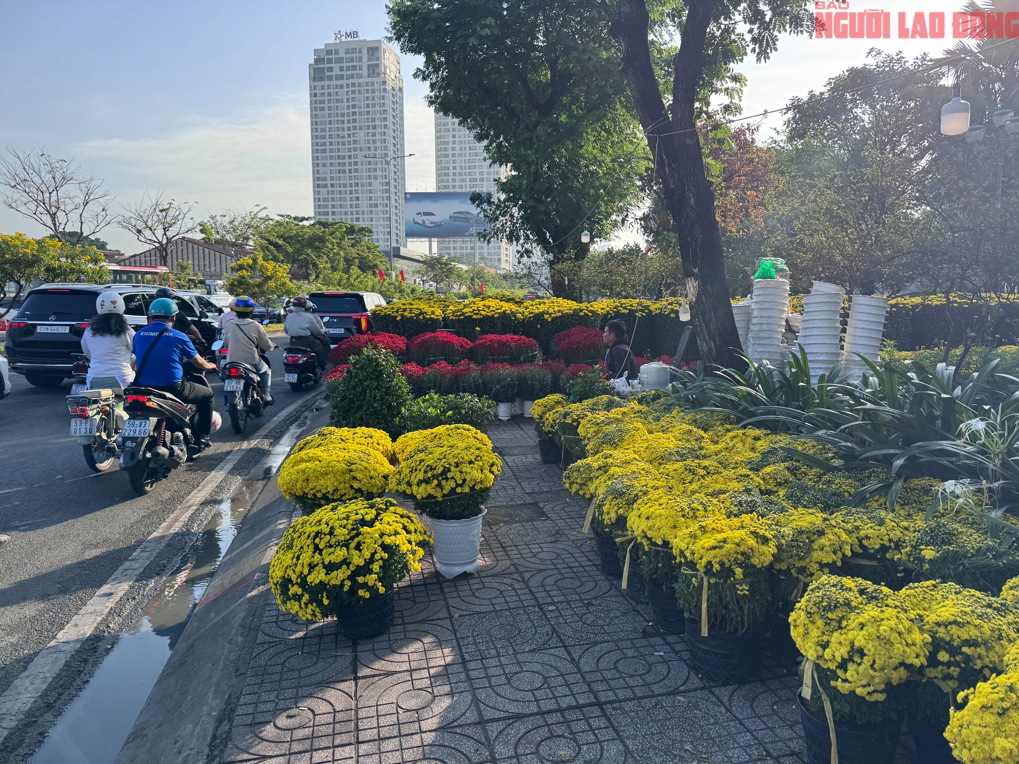 Giá hoa đào Tết 2026 tại TPHCM: Sự bùng nổ về chất lượng và giá cả - Ảnh 16.