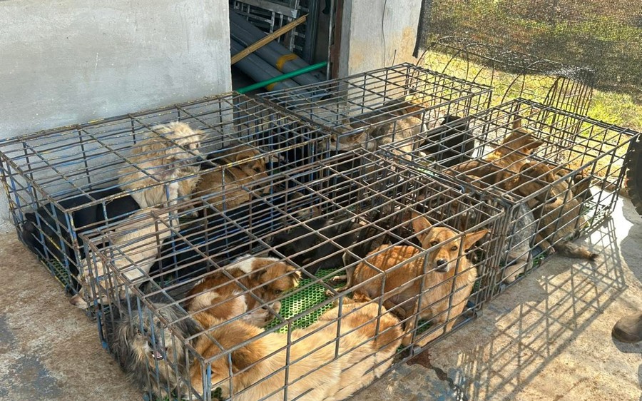 Vụ trộm 5.200 con chó, thu lợi bất chính 2,6 tỉ đồng: Công an phát thông báo mới
