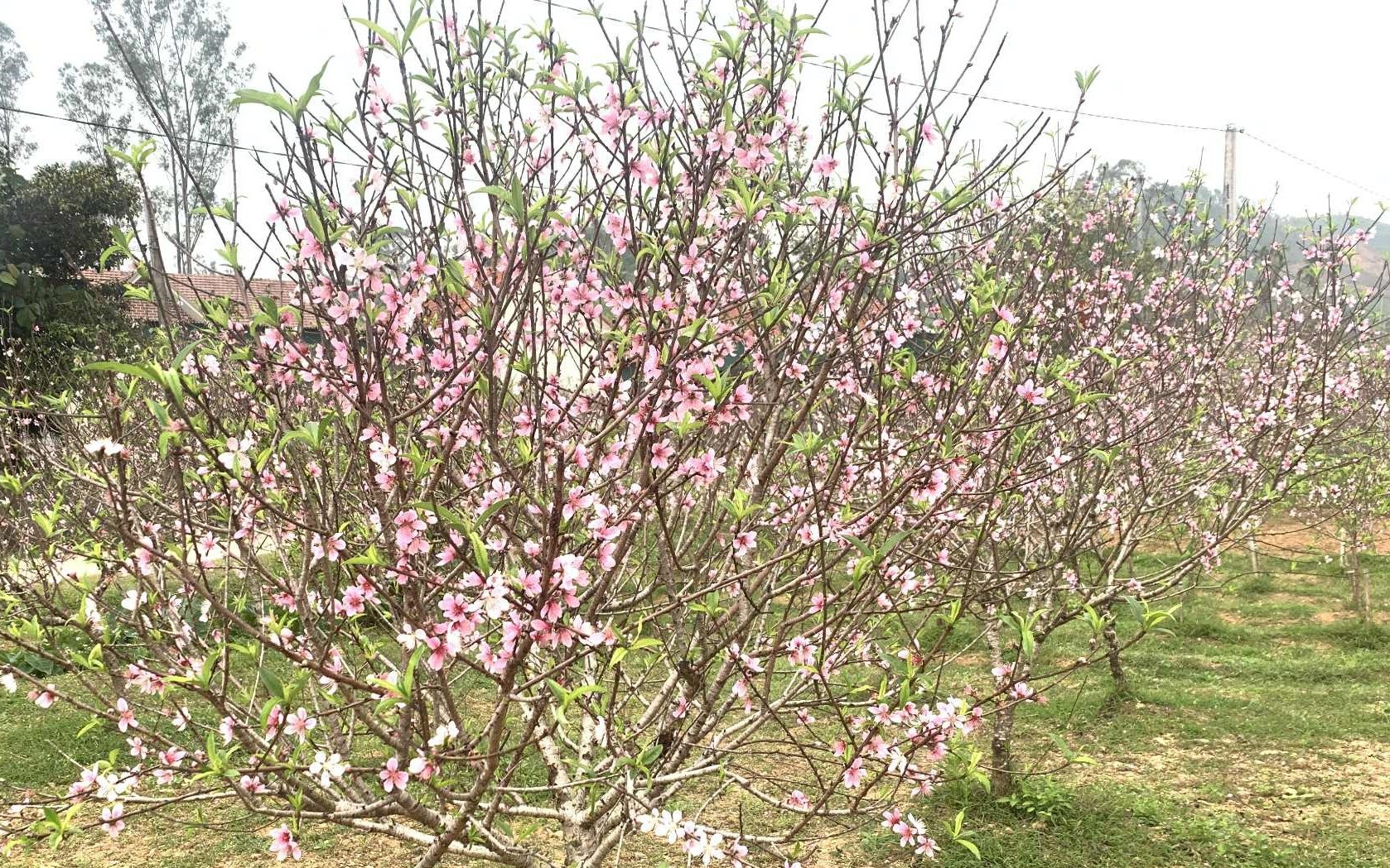 Hoa đ&agrave;o Tết nở sớm, người b&aacute;n ng&oacute;ng kh&aacute;ch từng ng&agrave;y - Ảnh 2.