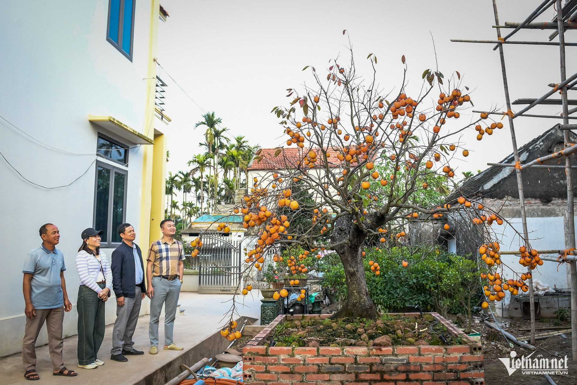 C&acirc;y hồng cổ 100 năm tuổi ở Ninh B&igrave;nh được trả gi&aacute; 500 triệu đồng - Ảnh 8.