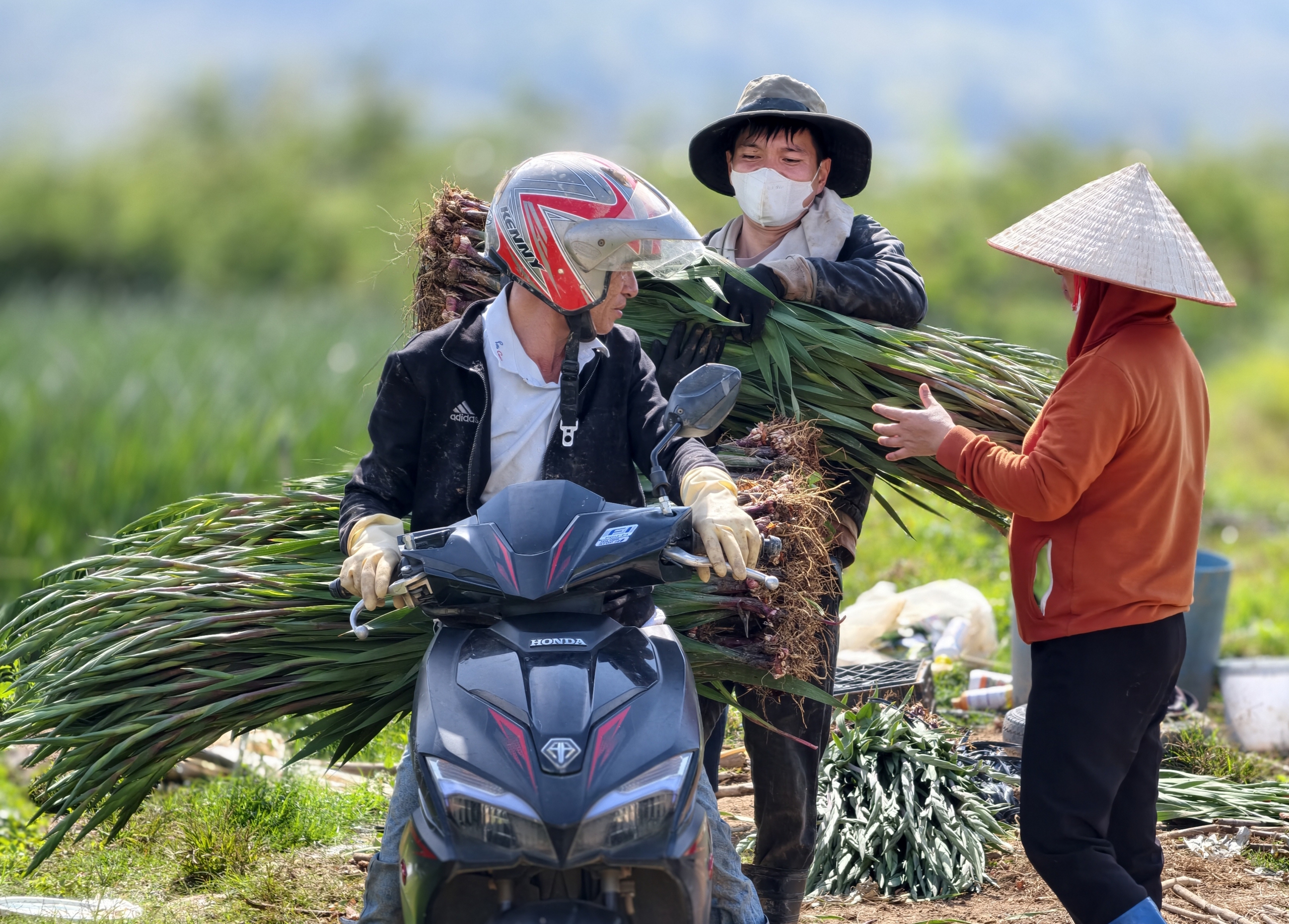 Hoa lay - ơn Lâm Đồng: Vào mùa thu hoạch Tết 2026 đầy sắc màu - Ảnh 1.