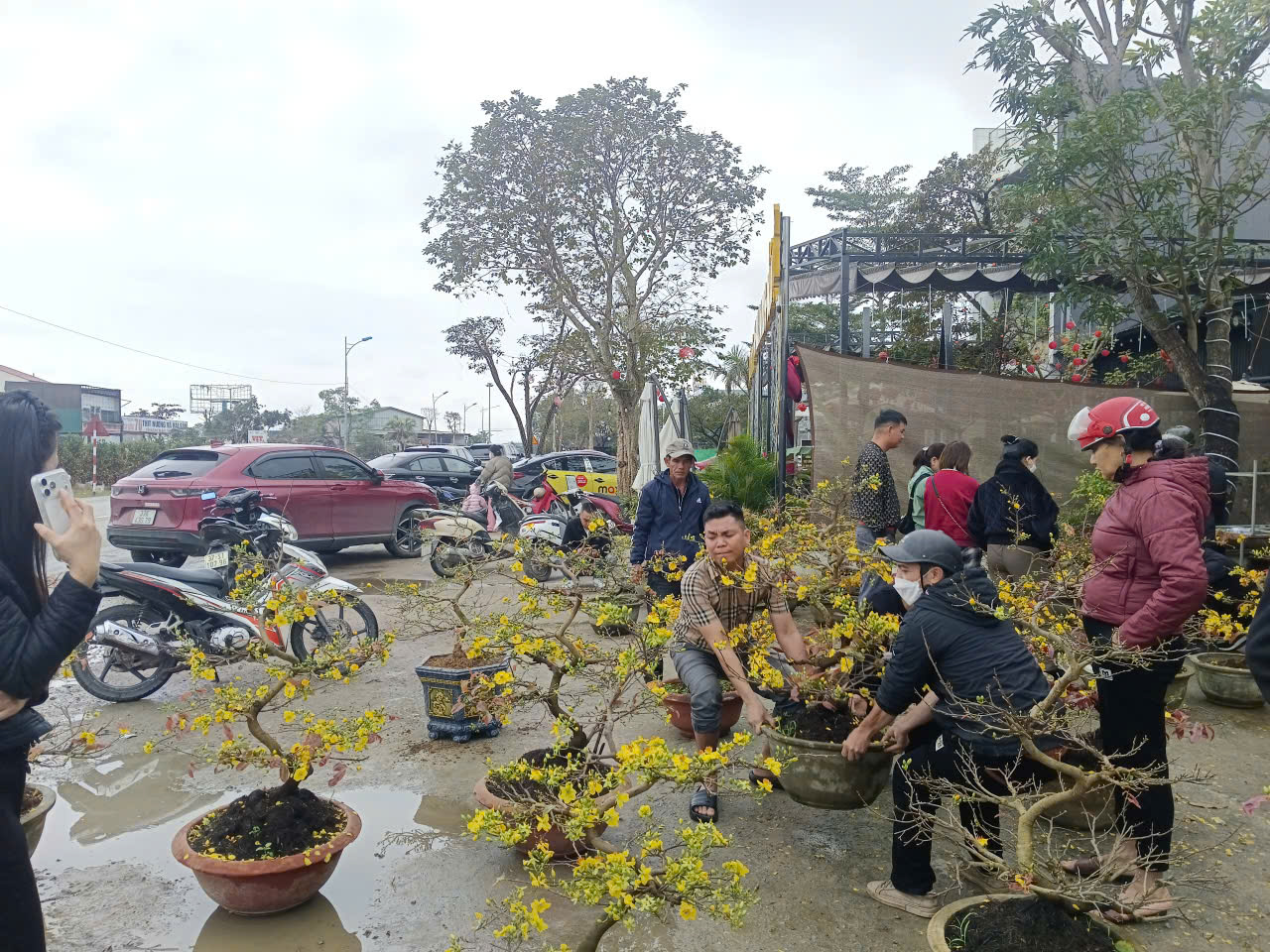 Người d&acirc;n Nghệ An ủng hộ người đ&agrave;n &ocirc;ng b&aacute;n mai Tết sau vụ bị lừa - Ảnh 1.