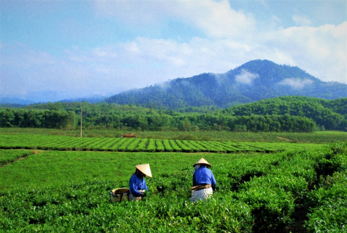 Hương ch&egrave; Quyết Thắng v&ugrave;ng cao - Ảnh 2.