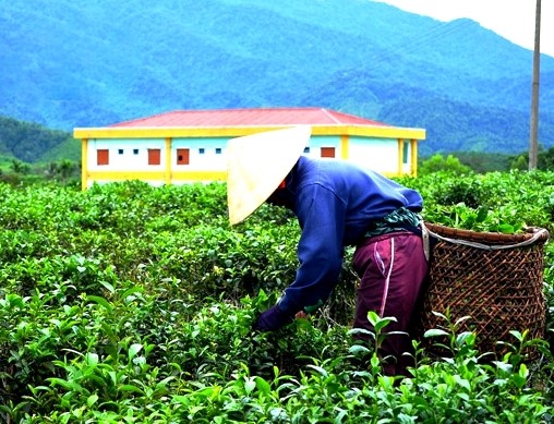 Hương ch&egrave; Quyết Thắng v&ugrave;ng cao - Ảnh 5.
