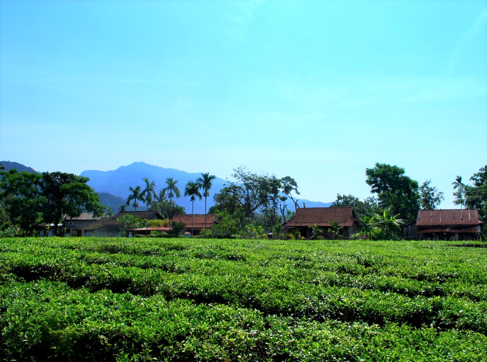 Hương ch&egrave; Quyết Thắng v&ugrave;ng cao - Ảnh 1.