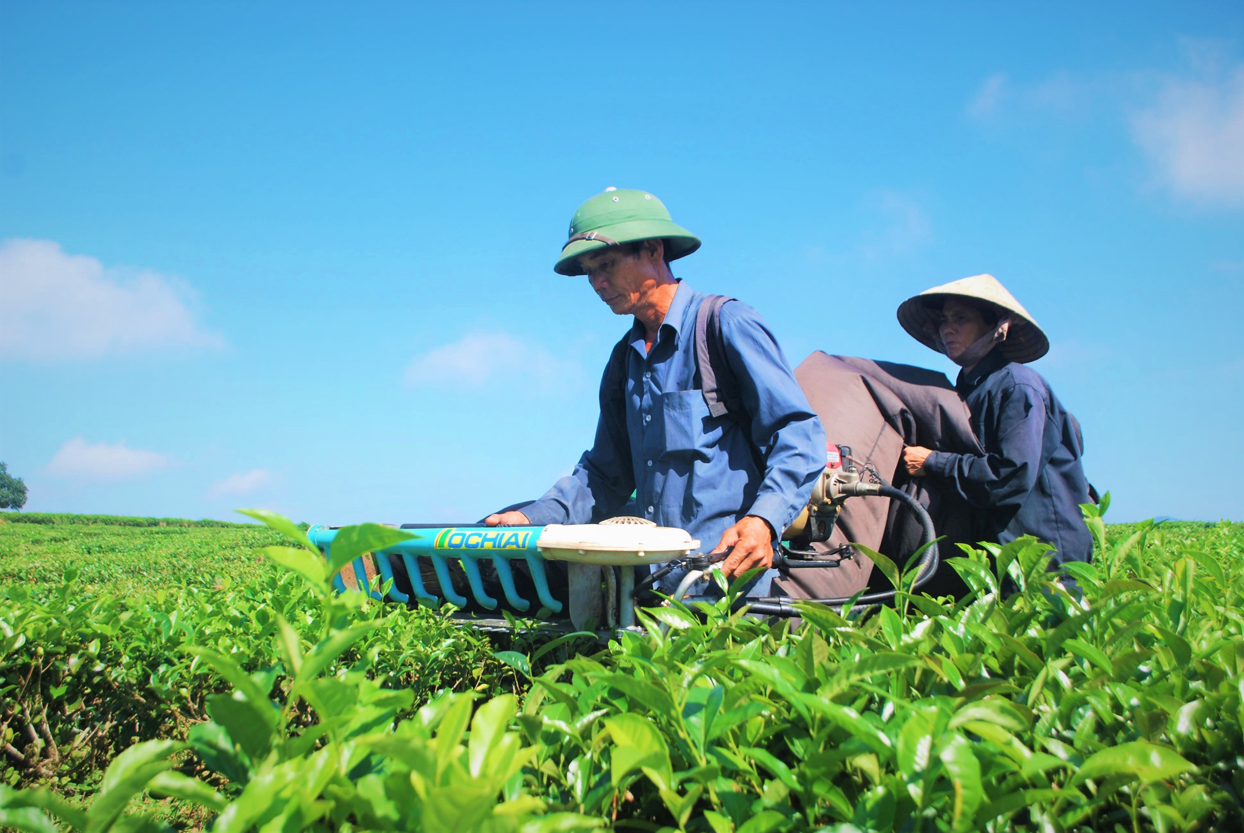 Hương ch&egrave; Quyết Thắng v&ugrave;ng cao - Ảnh 4.