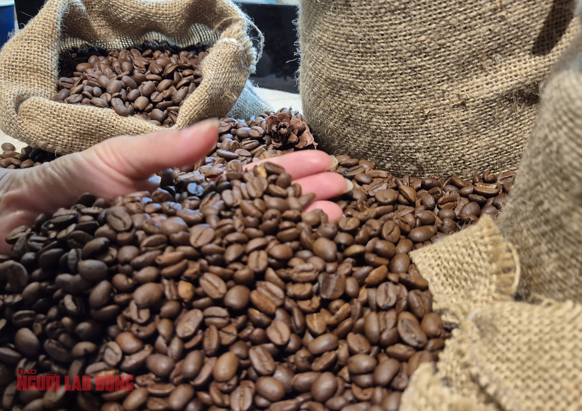 Giá cà phê hôm nay 11 - 3: Robusta giảm giá , nguồn cung sắp tăng - Ảnh 3.