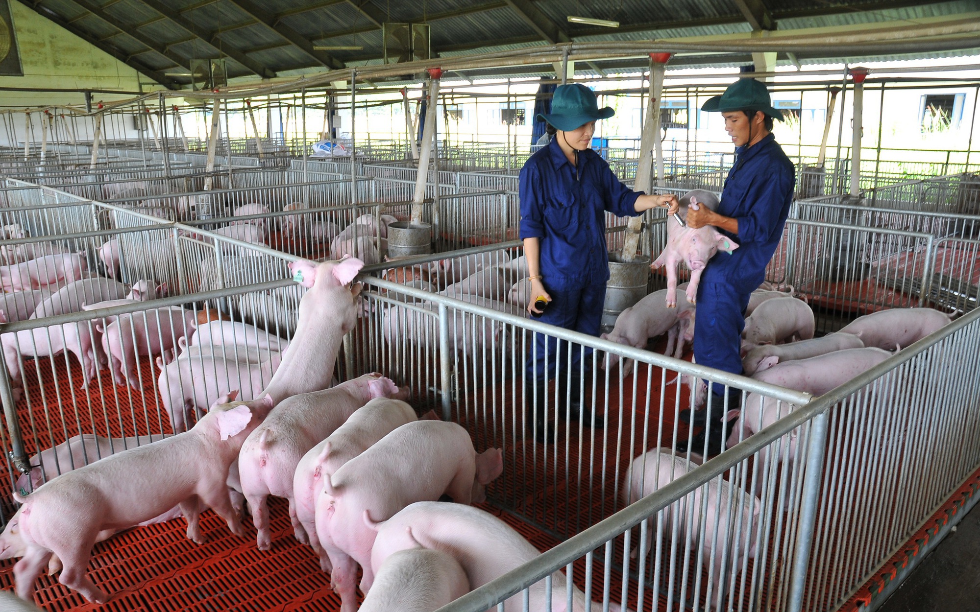 Giá heo hơi hôm nay, 11-3: Tiếp tục giảm mạnh tại các vùng miền