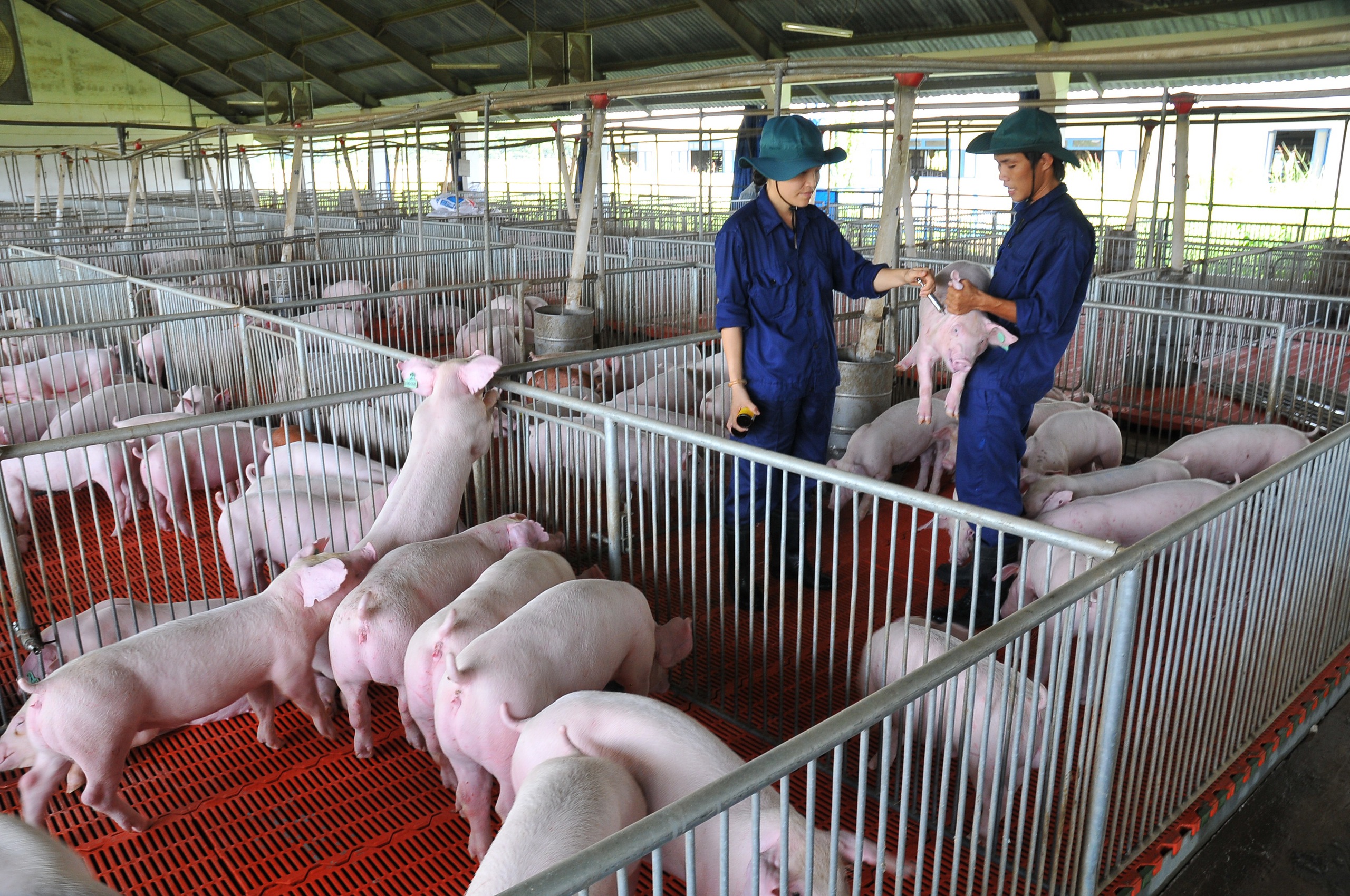 Giá heo hơi hôm nay 11 - 3 giảm mạnh tại các vùng miền - Ảnh 1.