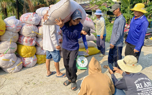 Tăng cường thu mua, tạm trữ lúa gạo