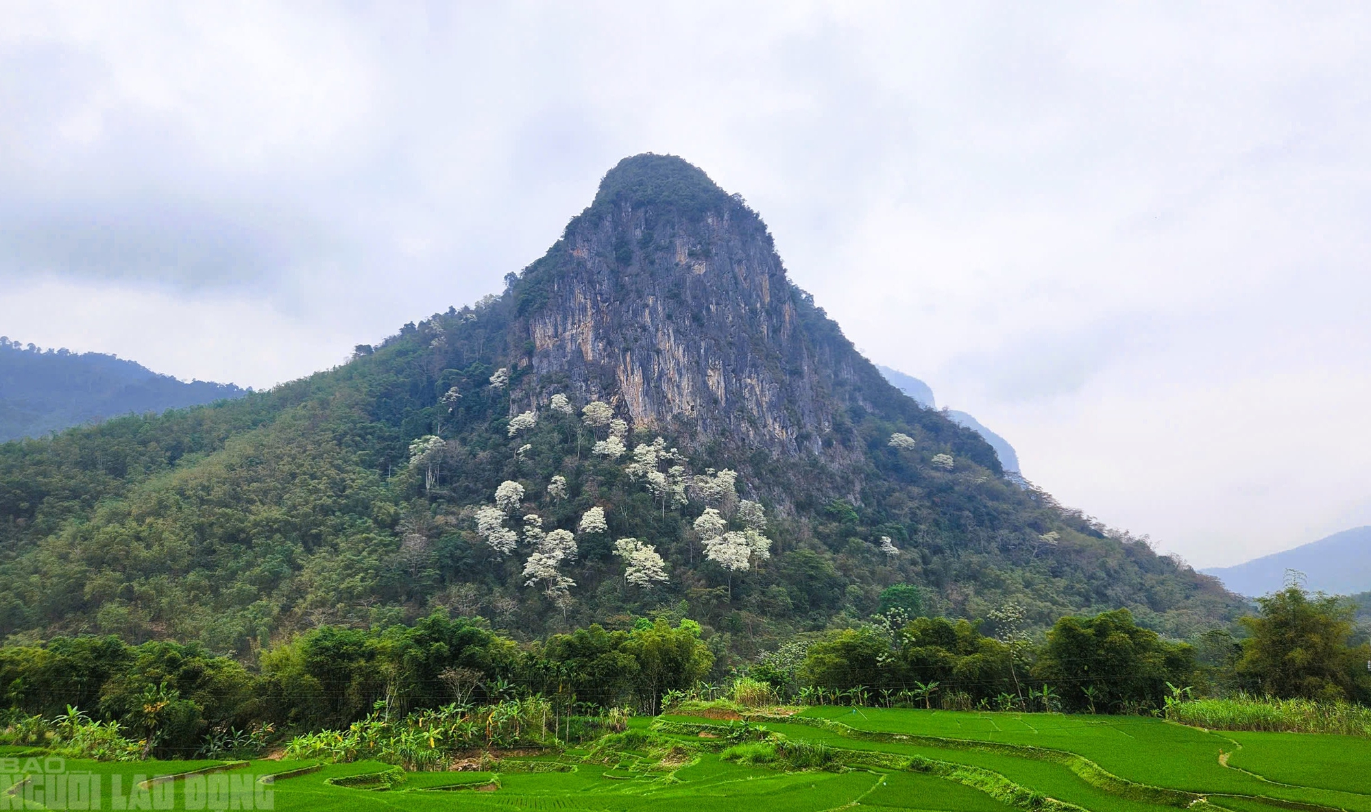 Ngây ngất với loài hoa nở trắng rừng xứ Thanh - Ảnh 5.