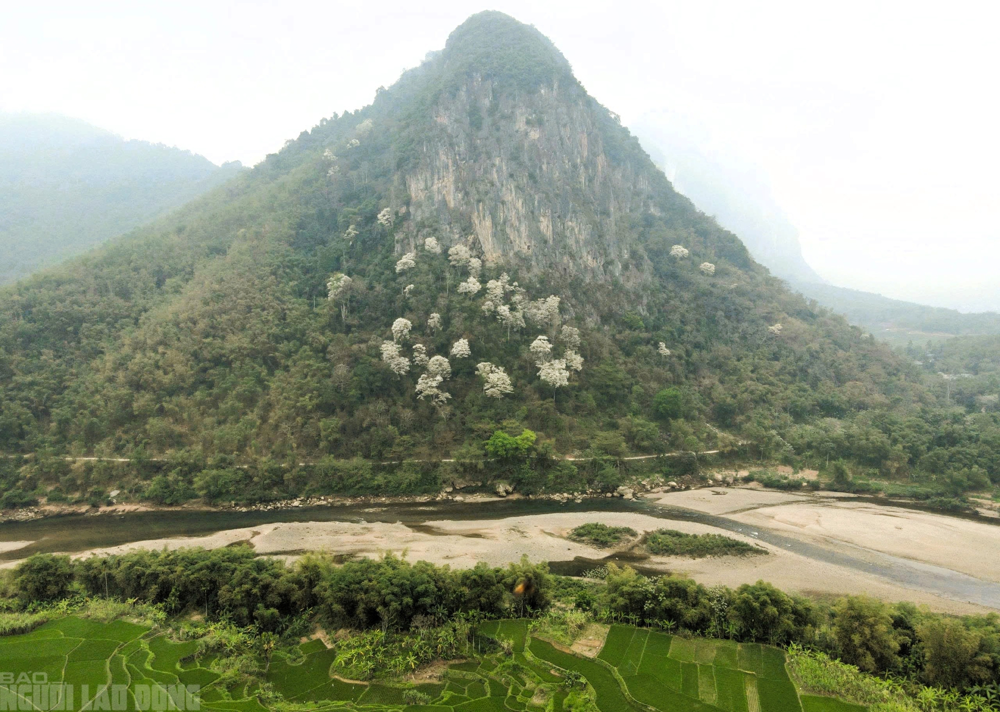Ngây ngất với loài hoa nở trắng rừng xứ Thanh - Ảnh 12.