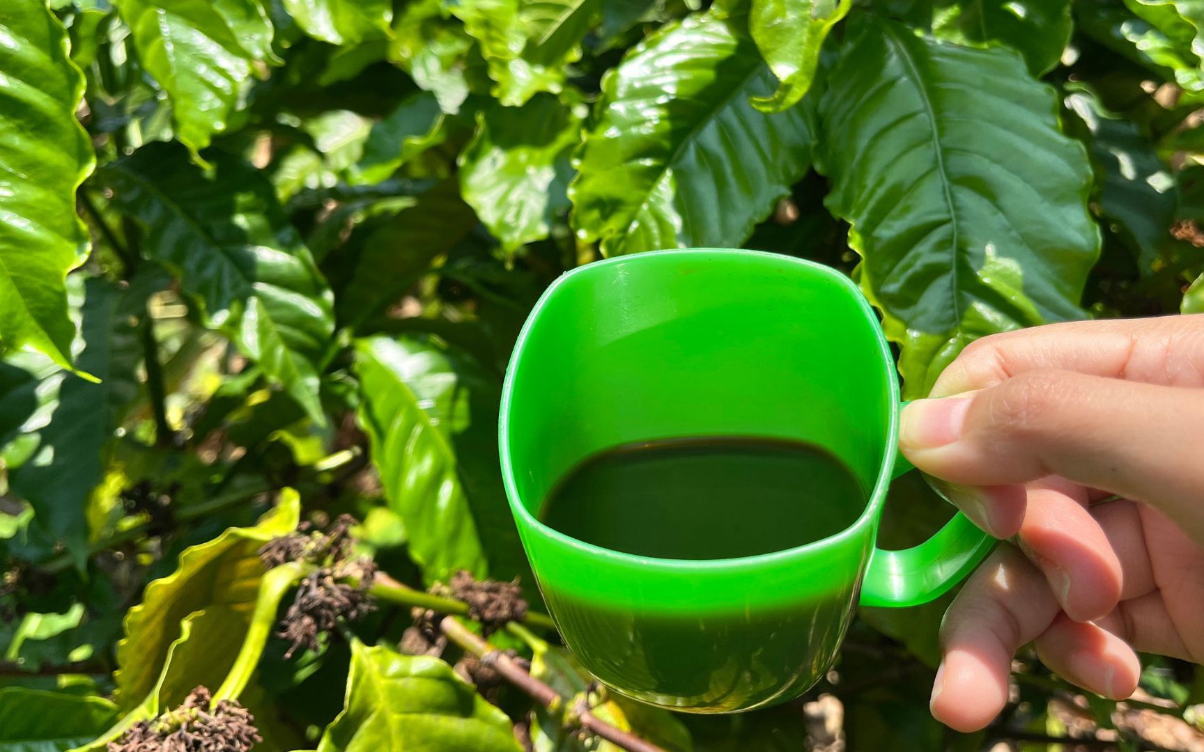 Cà phê rang củi - hương vị mộc mạc từ buôn làng