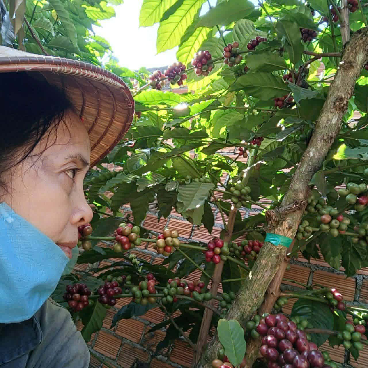 Hương cà phê trong tôi - Ảnh 3.
